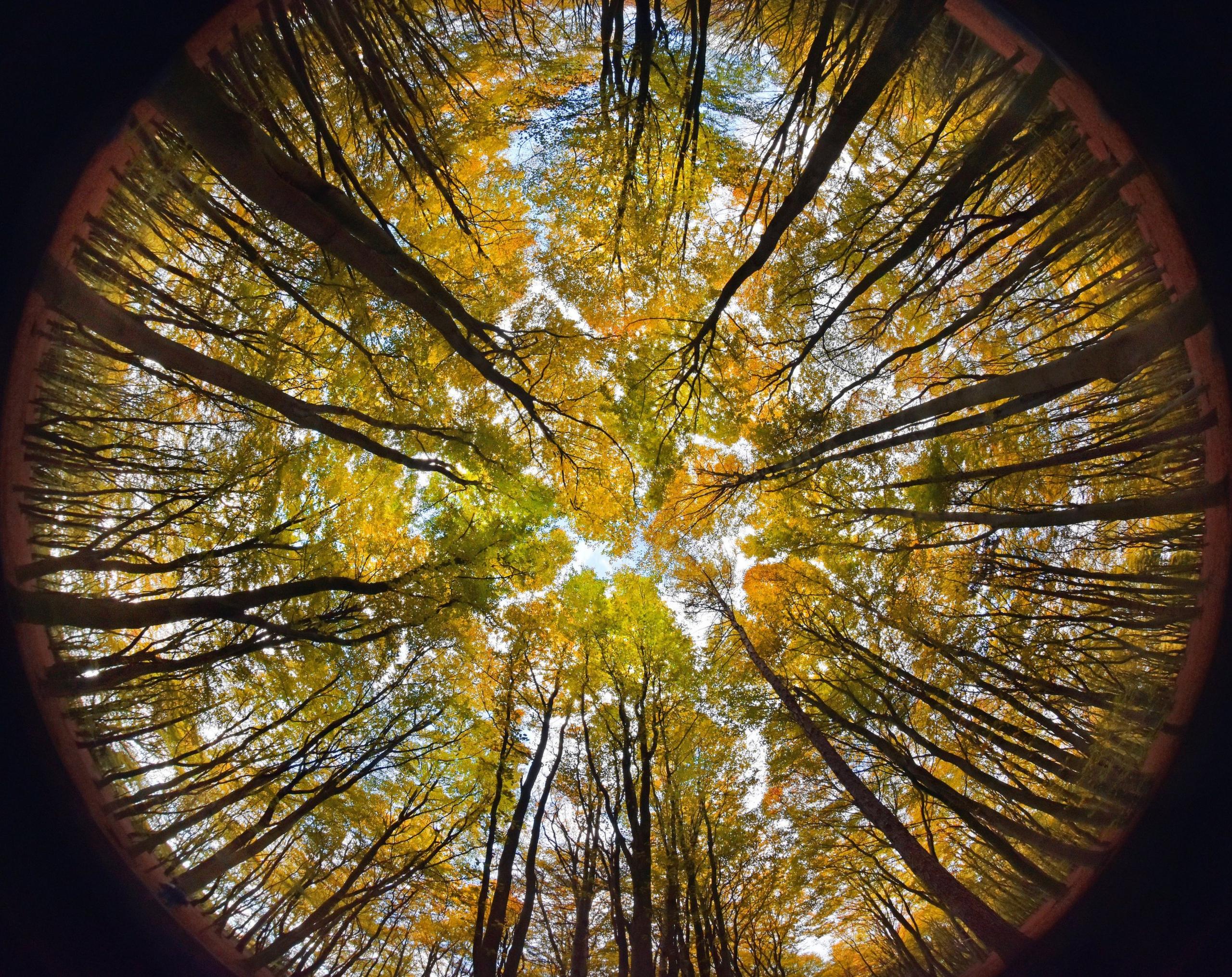 Tree canopy