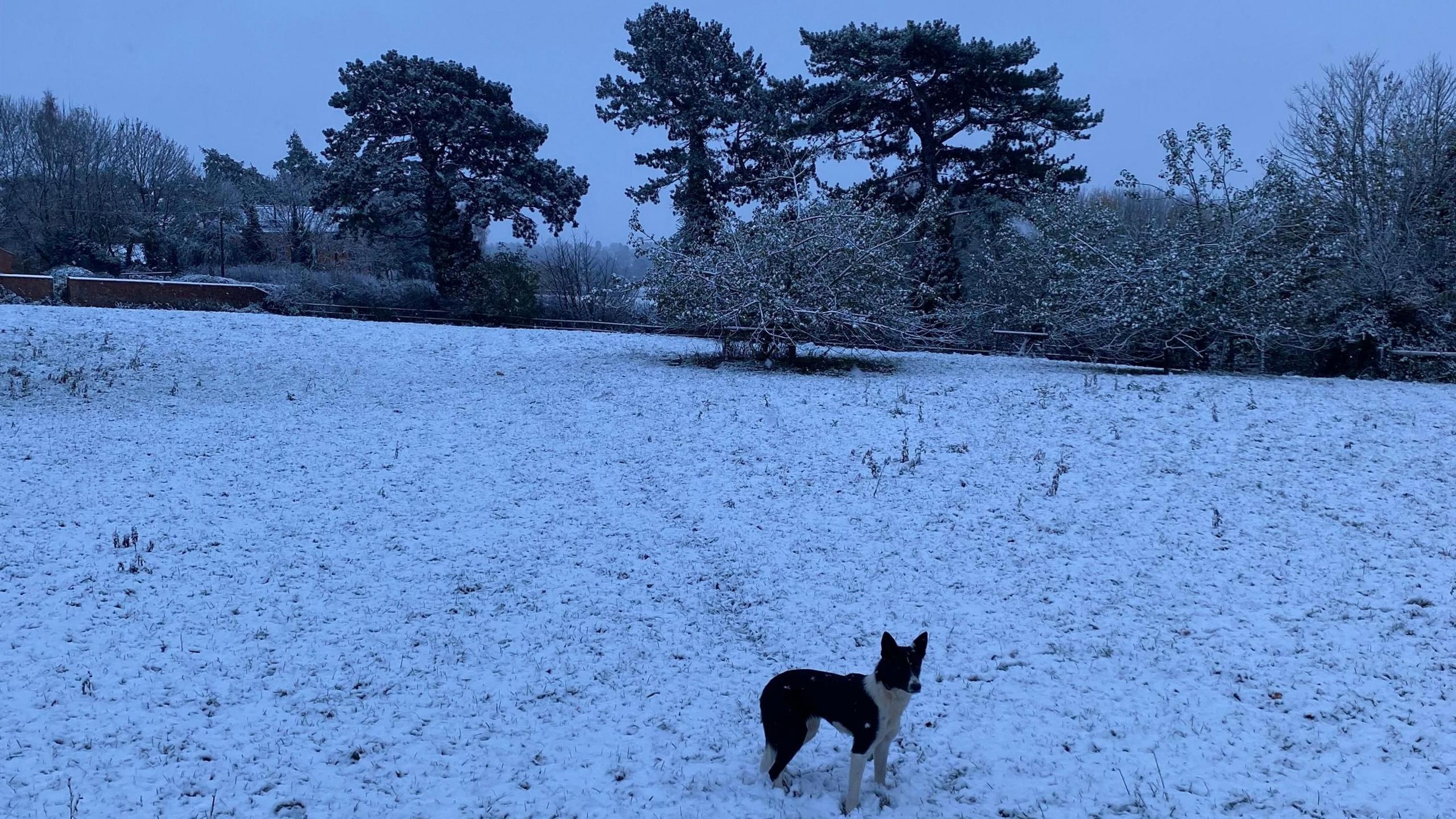 Dog standing in a field in the snow