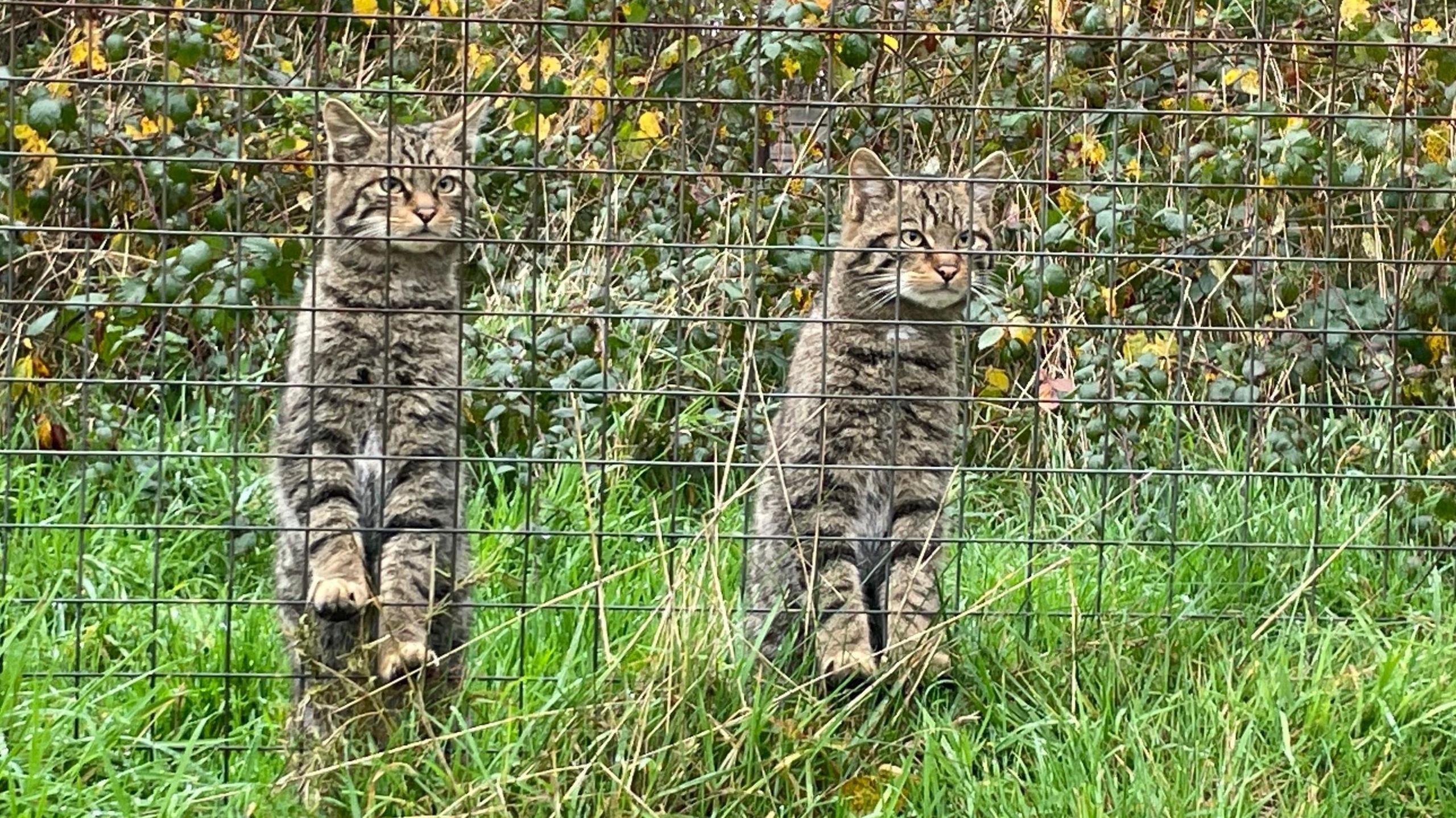 Two wildcats have raised themselves up on a wire fence to look up at something in the distance. They are in a pen of grass and rough shrubland.