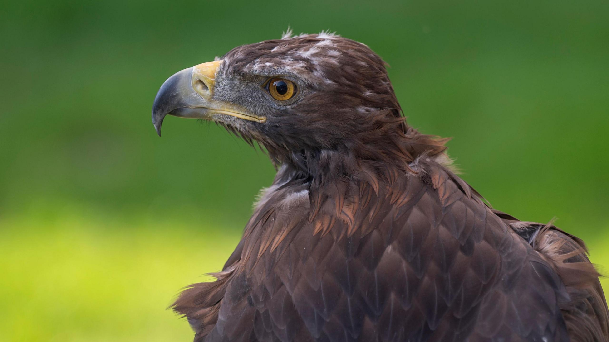 A golden eagle looking off into the distance