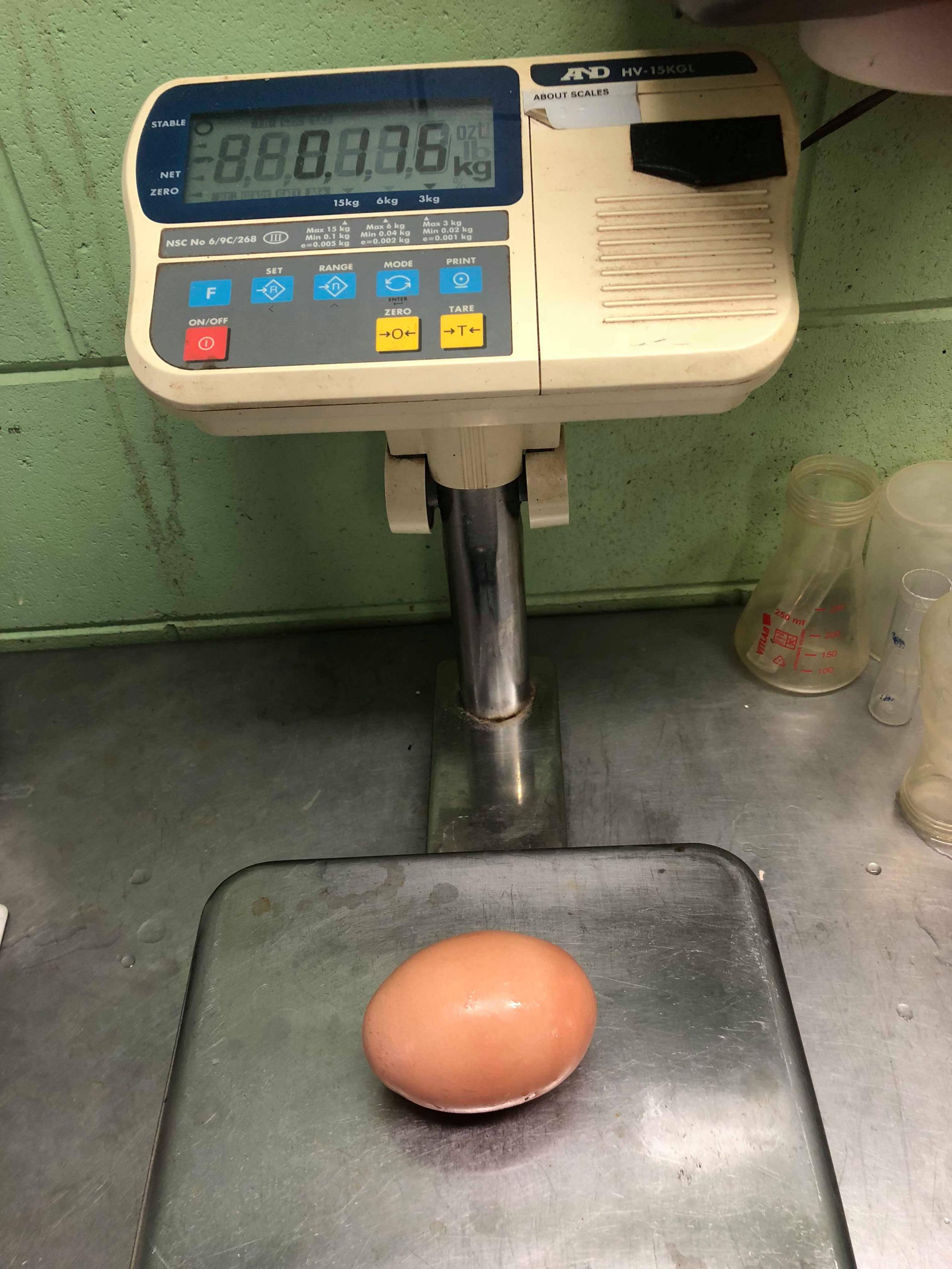 The egg being weighed