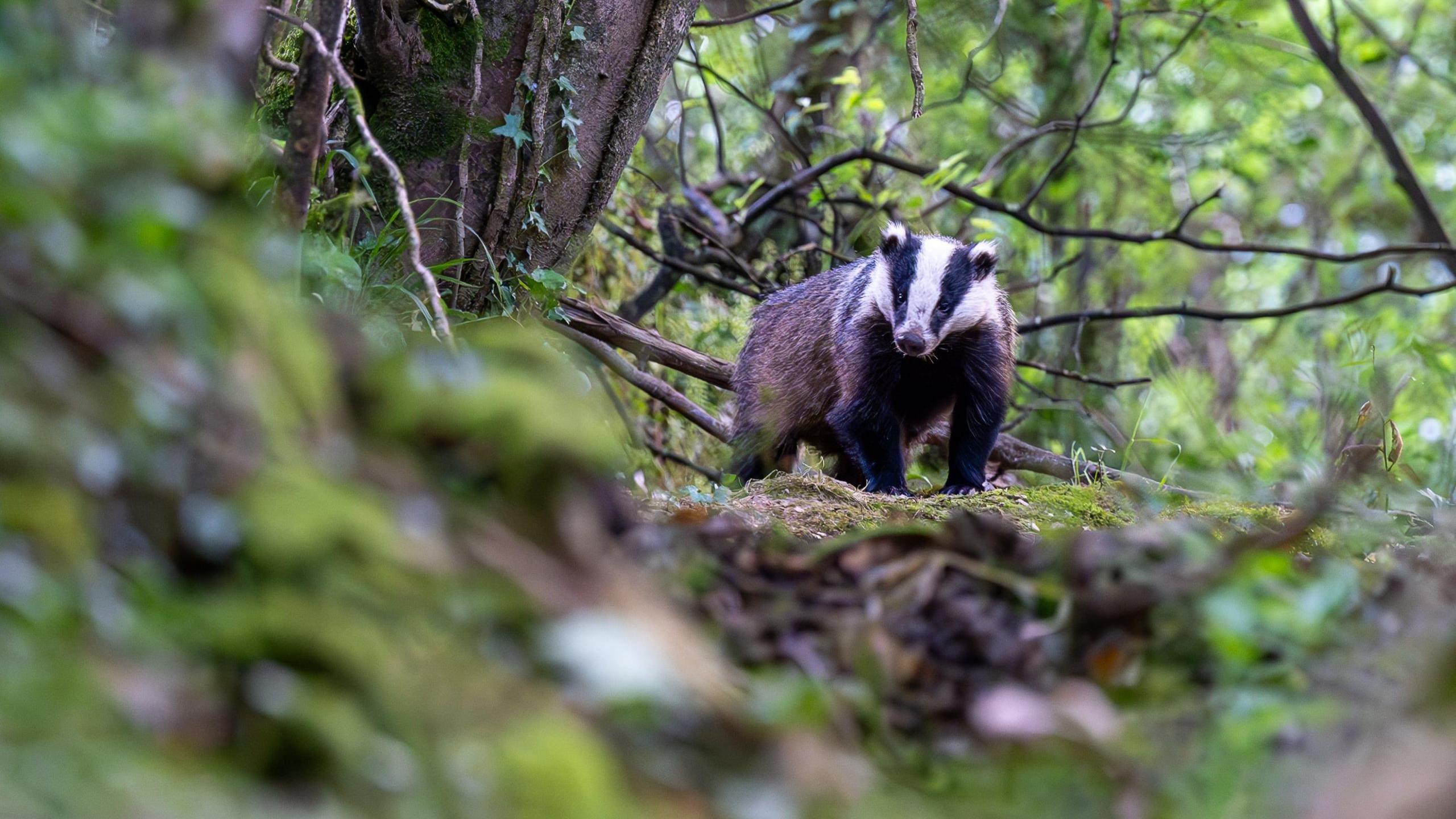 A badger, looking towards the camera. It is in a woodland area, surrounded by trees and greenery.