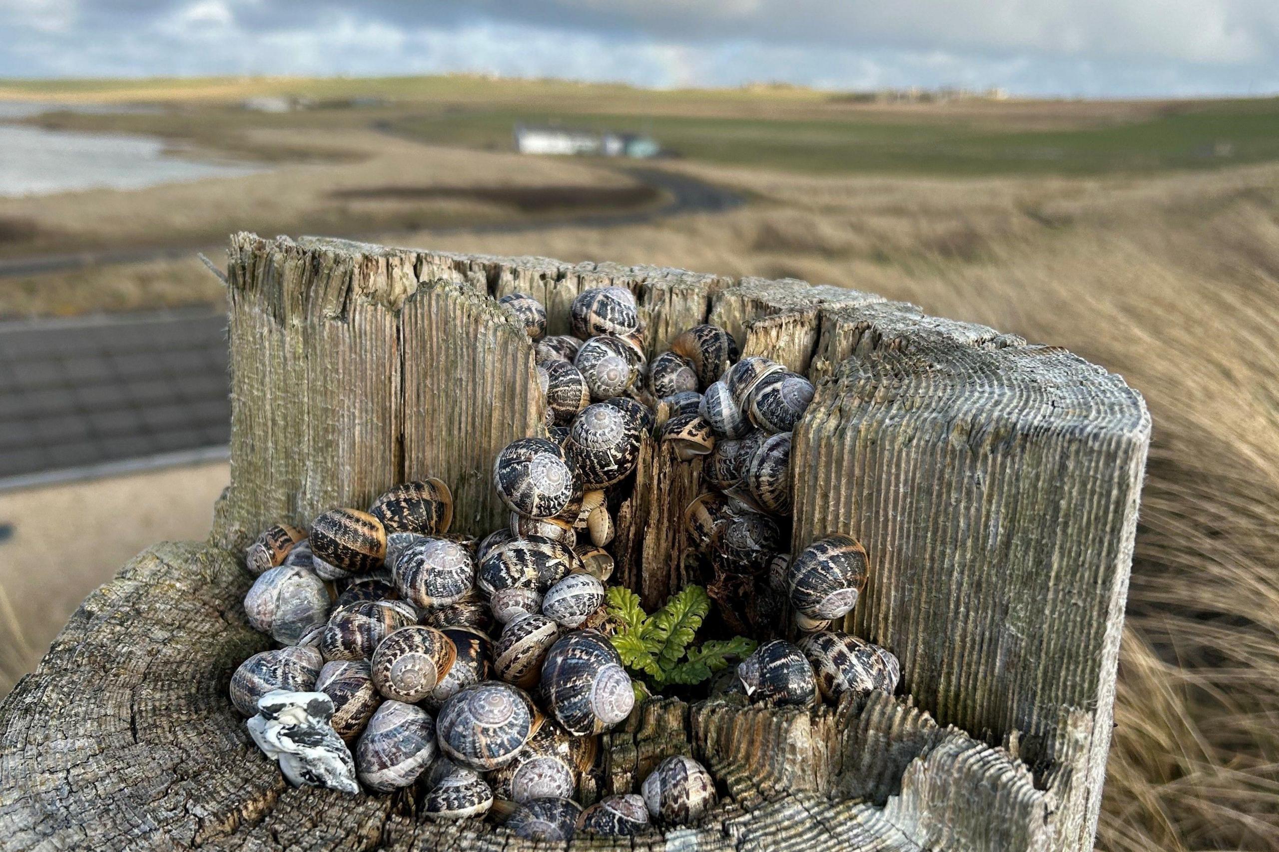 Dozens of snails all crowded together in a hole in the stump of a tree.