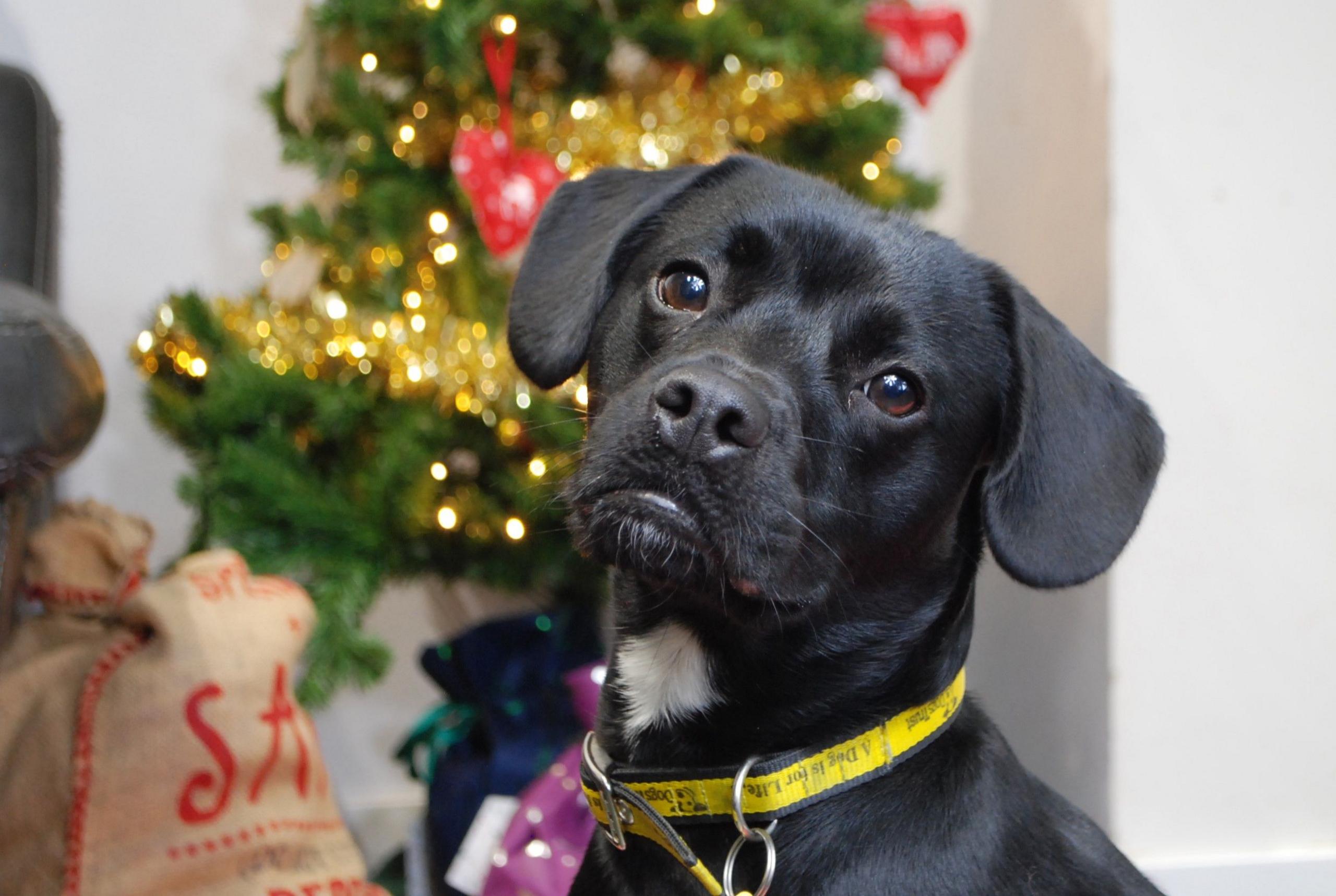 Teddy is a crossbreed of dog. He is sitting in front of a Christmas Tree wearing a yellow Dogs Trust collar and tilting his head to the right. He has a white patch on is neck below his chin.