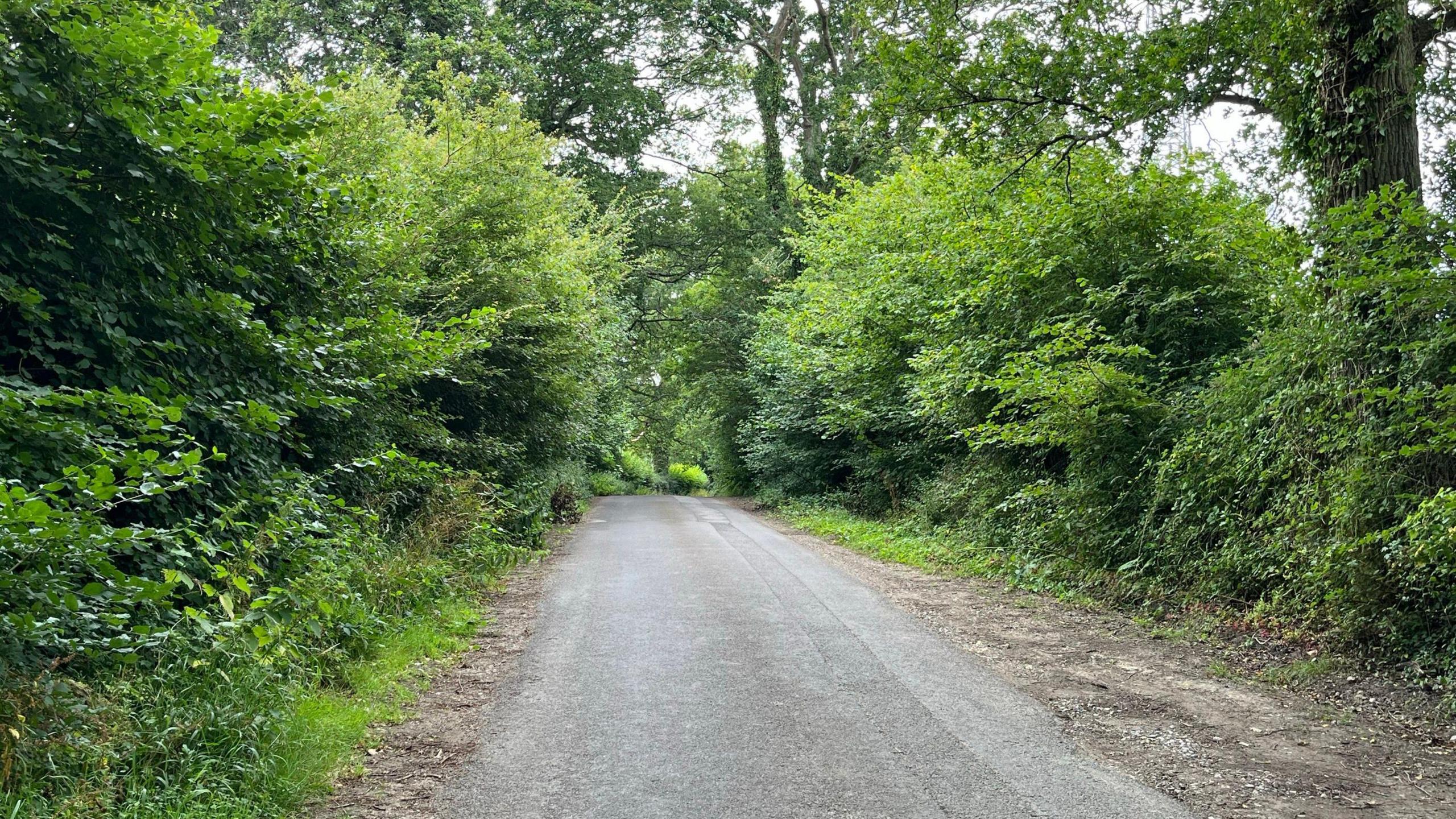 A narrow country lane with trees running along the side.