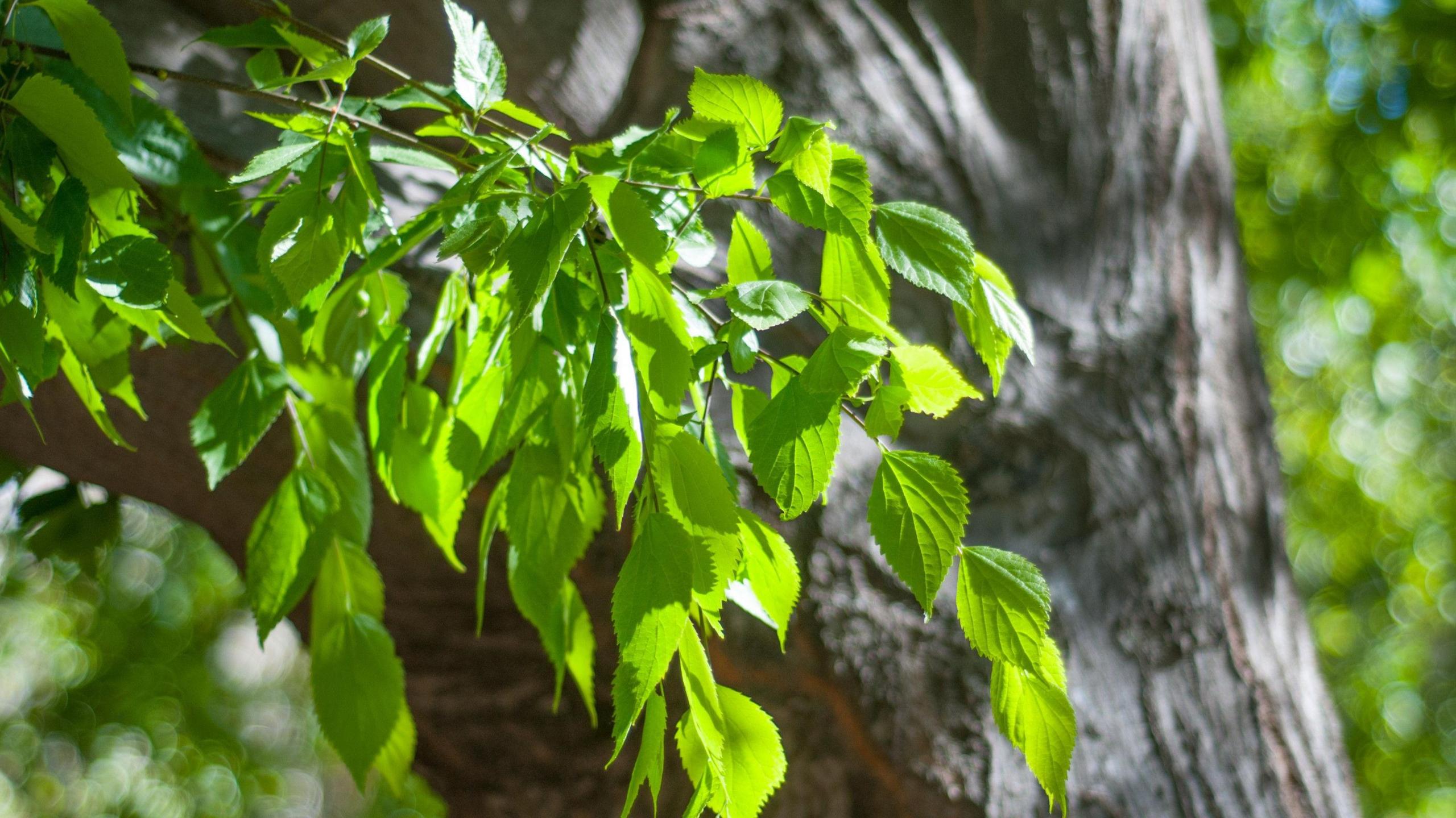 Green leaves in bright sunlight on a green, white & blue bokeh background in springtime.