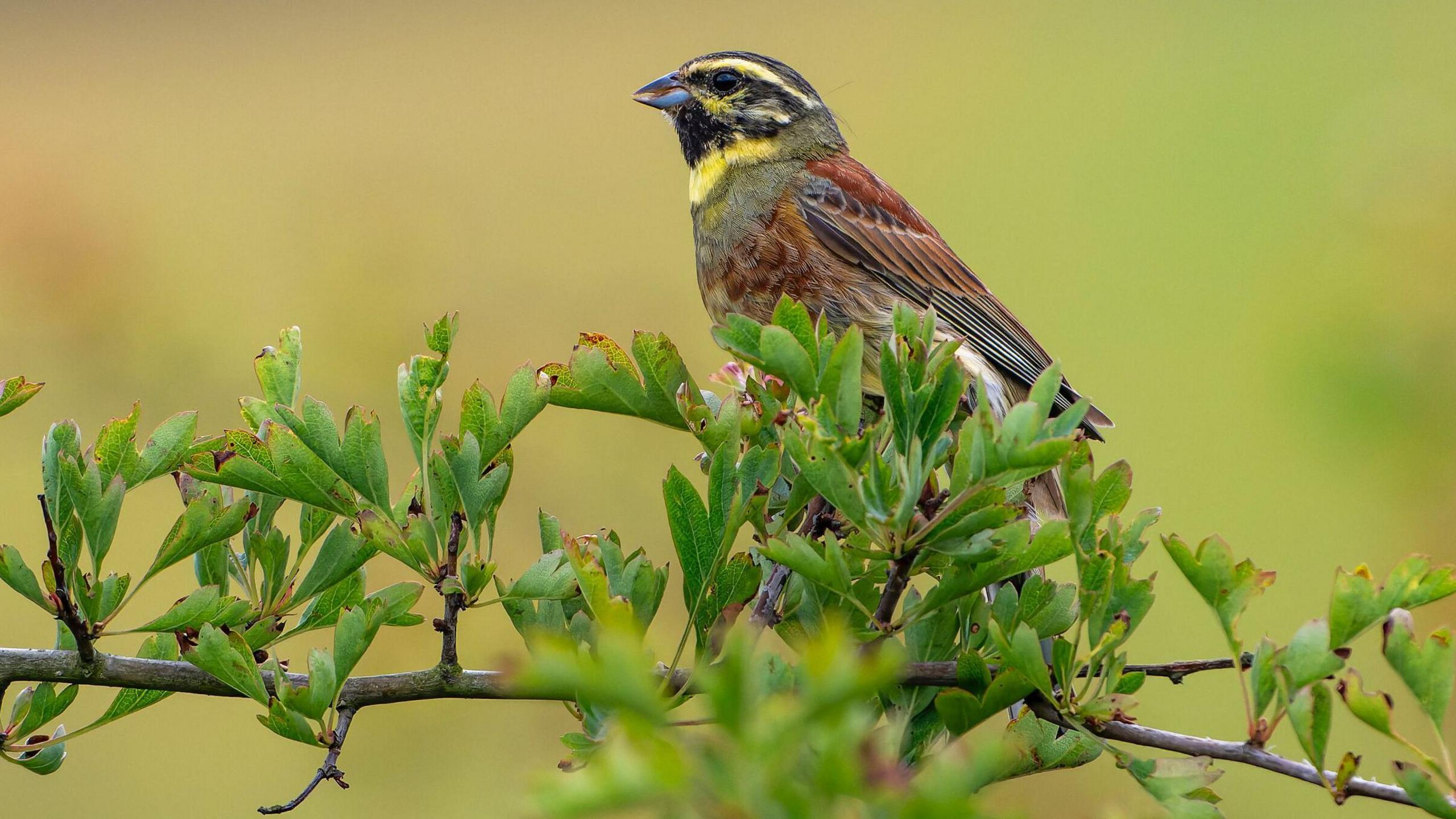 The bird has a black chin, eye stripe and crown, with yellow stripes on its head. It has a brown chest and wings. It is sitting on a green leafy branch.