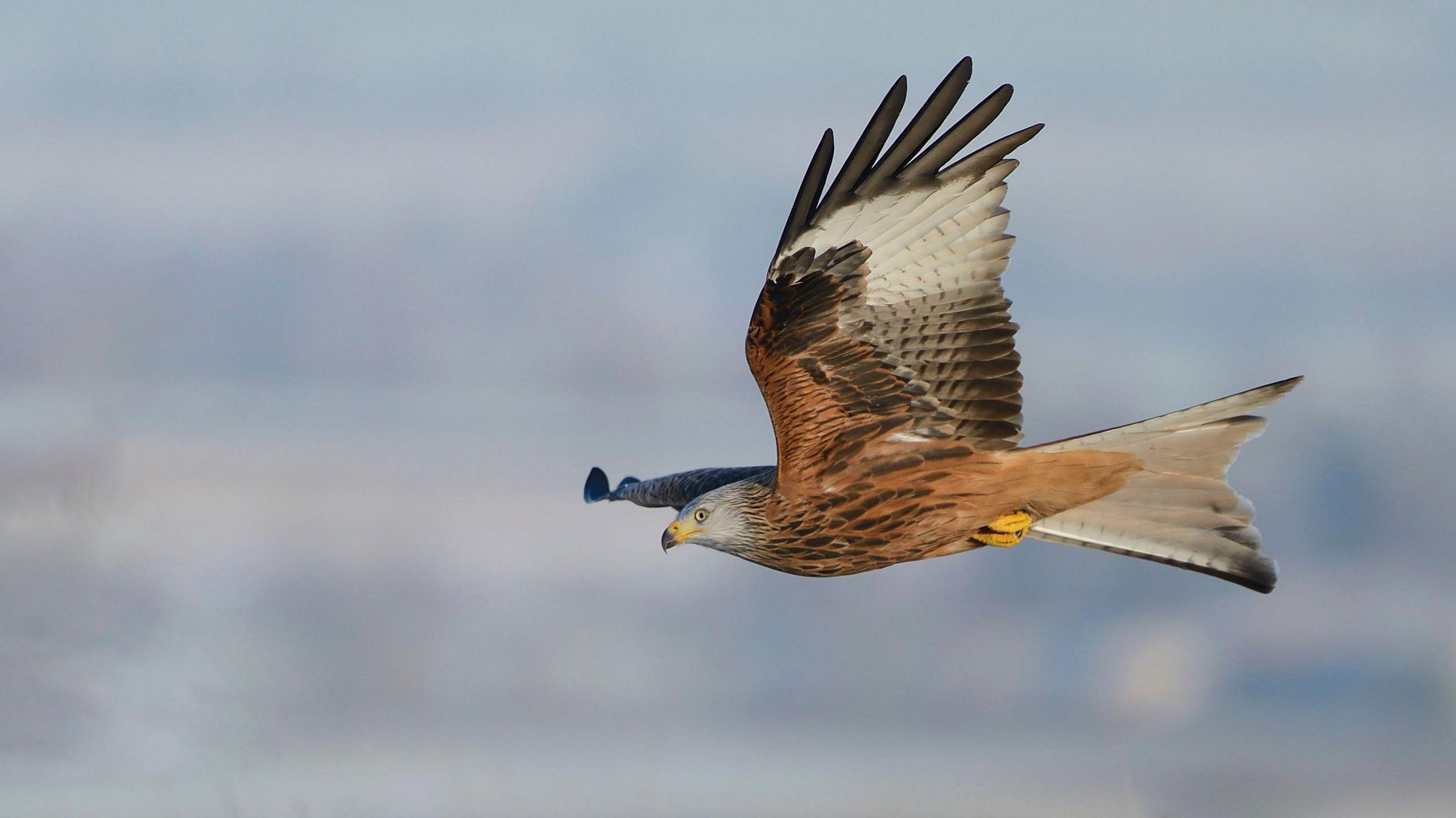 Image of a red kite flying in winter, it has long wing span with orange, red, brown, cream and white feather. A yellow beak, talons and white face. 