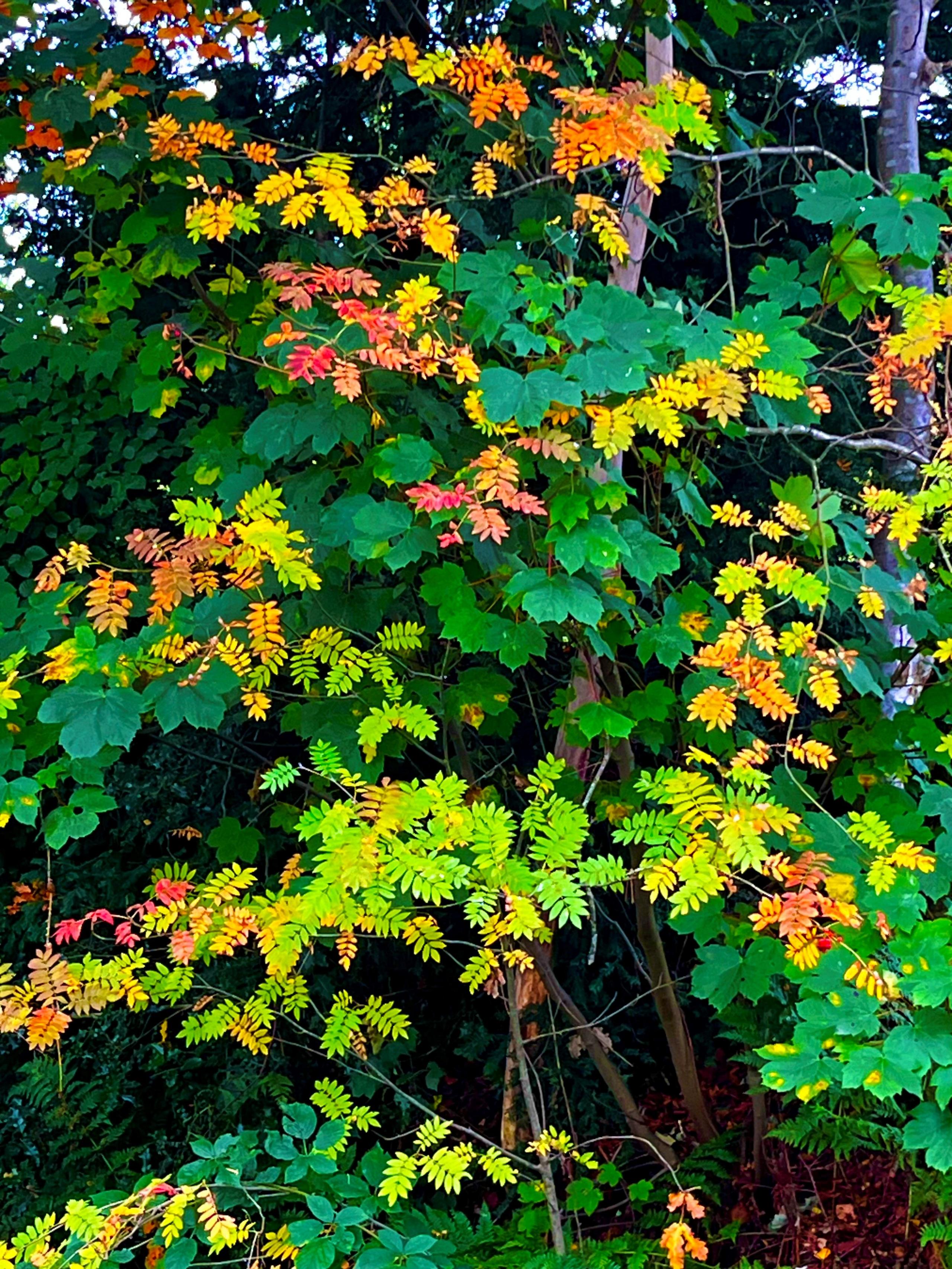 The image depicts a dense cluster of foliage with leaves in various stages of seasonal colour change, ranging from green to yellow, orange, and red. In the background, you can see darker green leaves and tree trunks, adding depth to the scene.