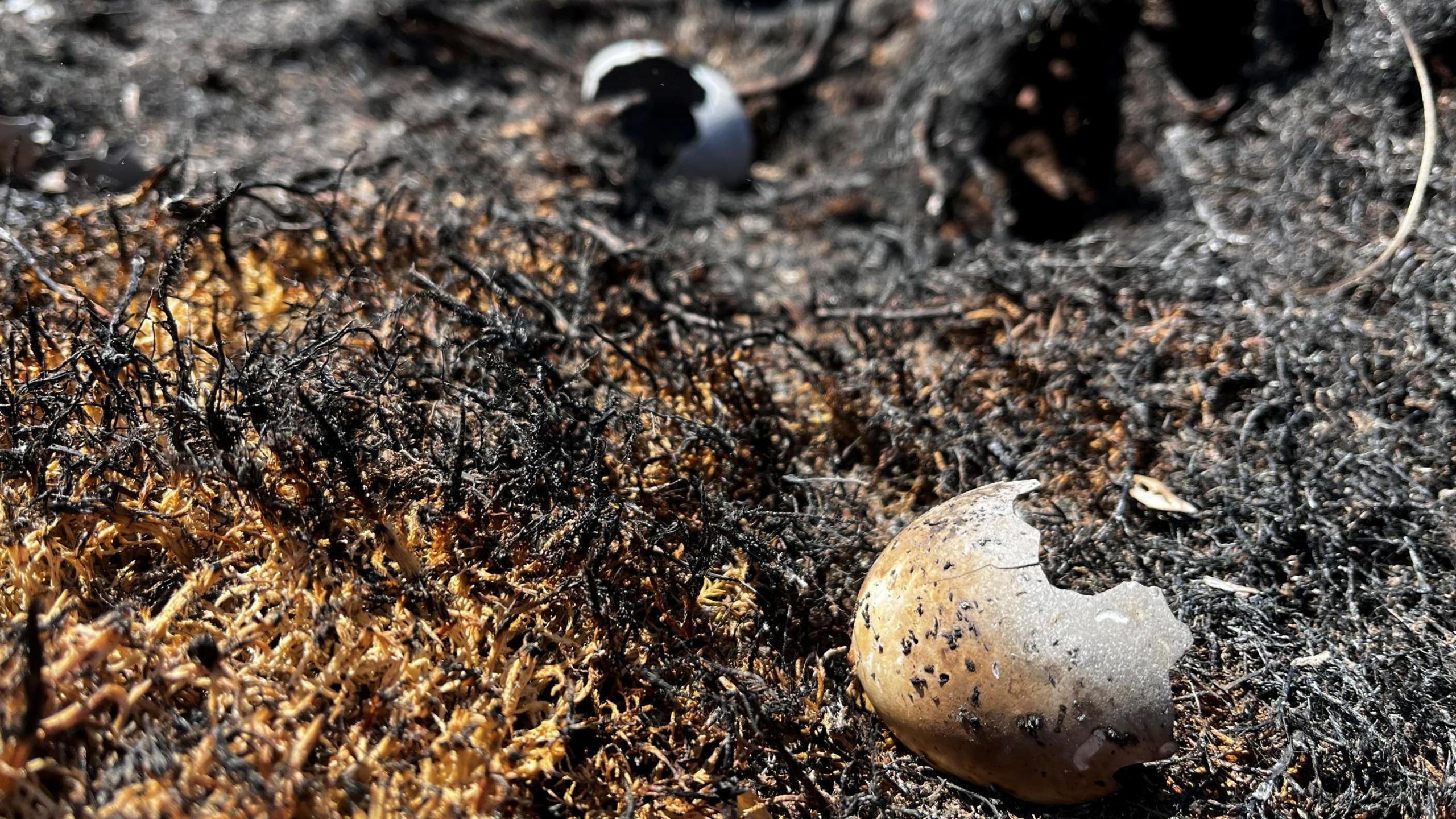 The eggs are cracked and show scorch marks. They are lying in area of burned heather.