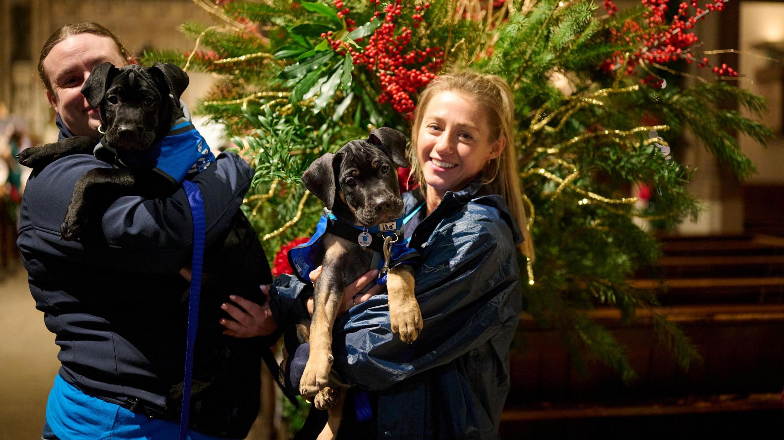 Battersea dogs at the carol concert in aid of Battersea Dogs home. 