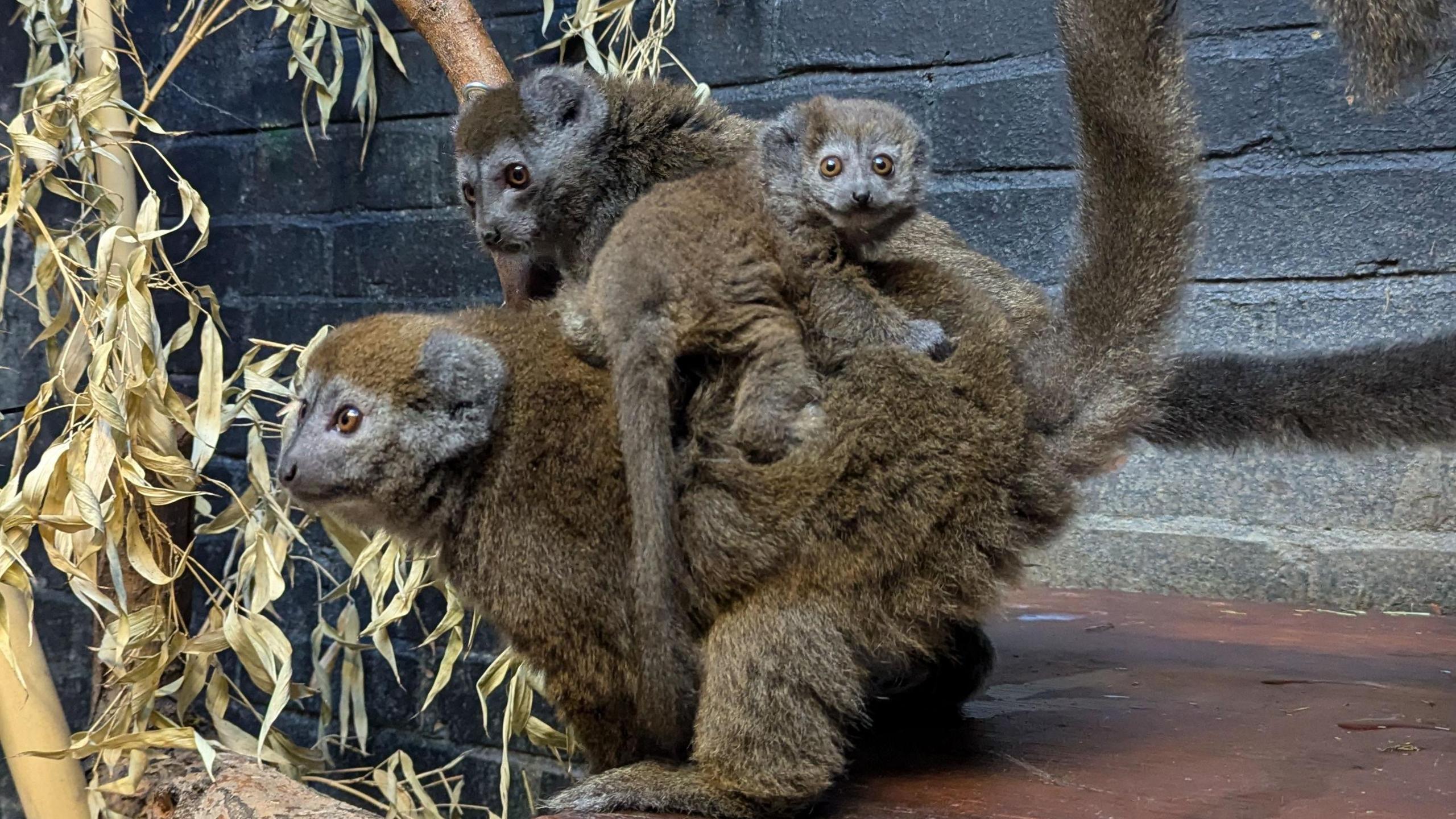 Alaotran gentle lemurs Hazo (left) with Rocky (centre) with their baby (right) on her back