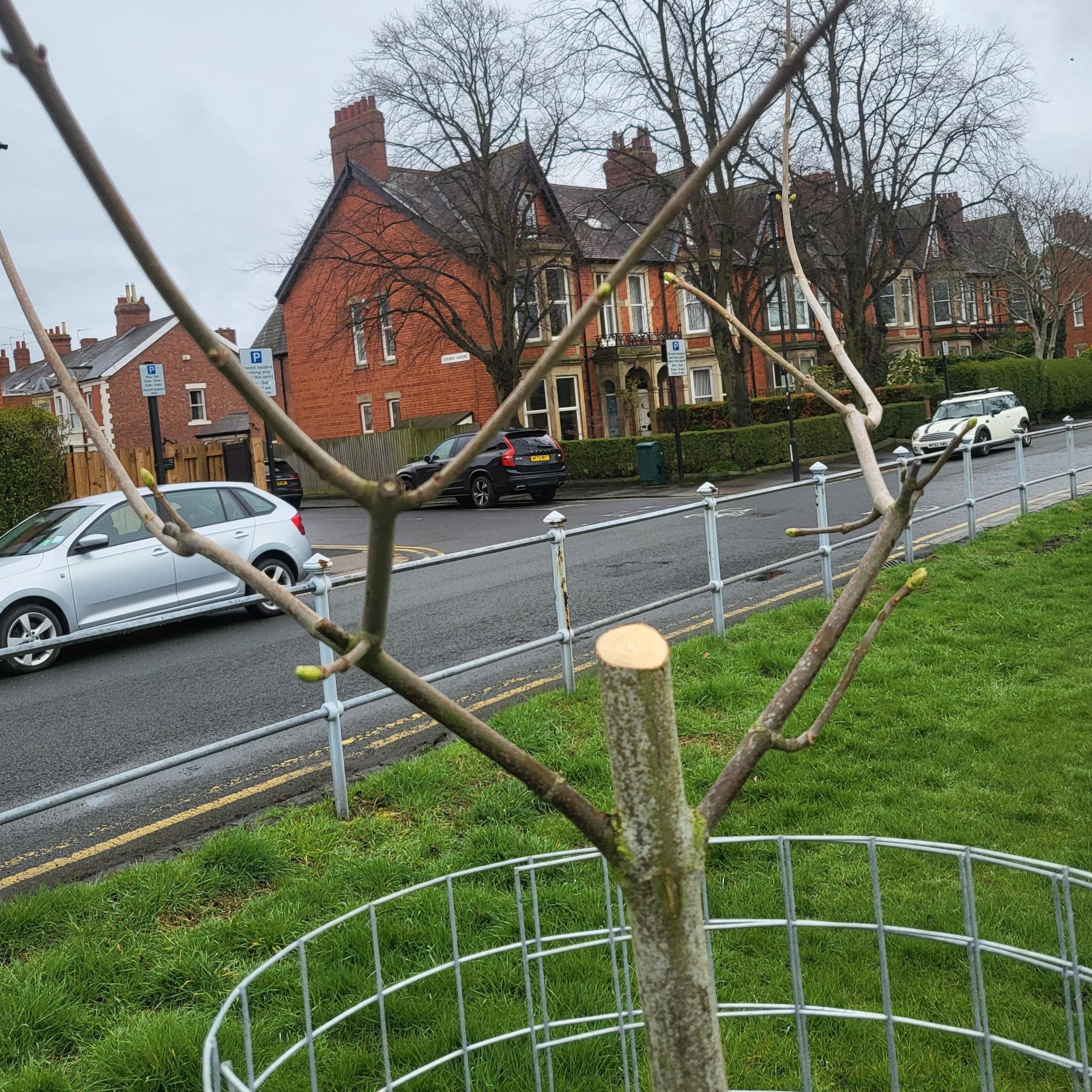 Tree with top lopped off