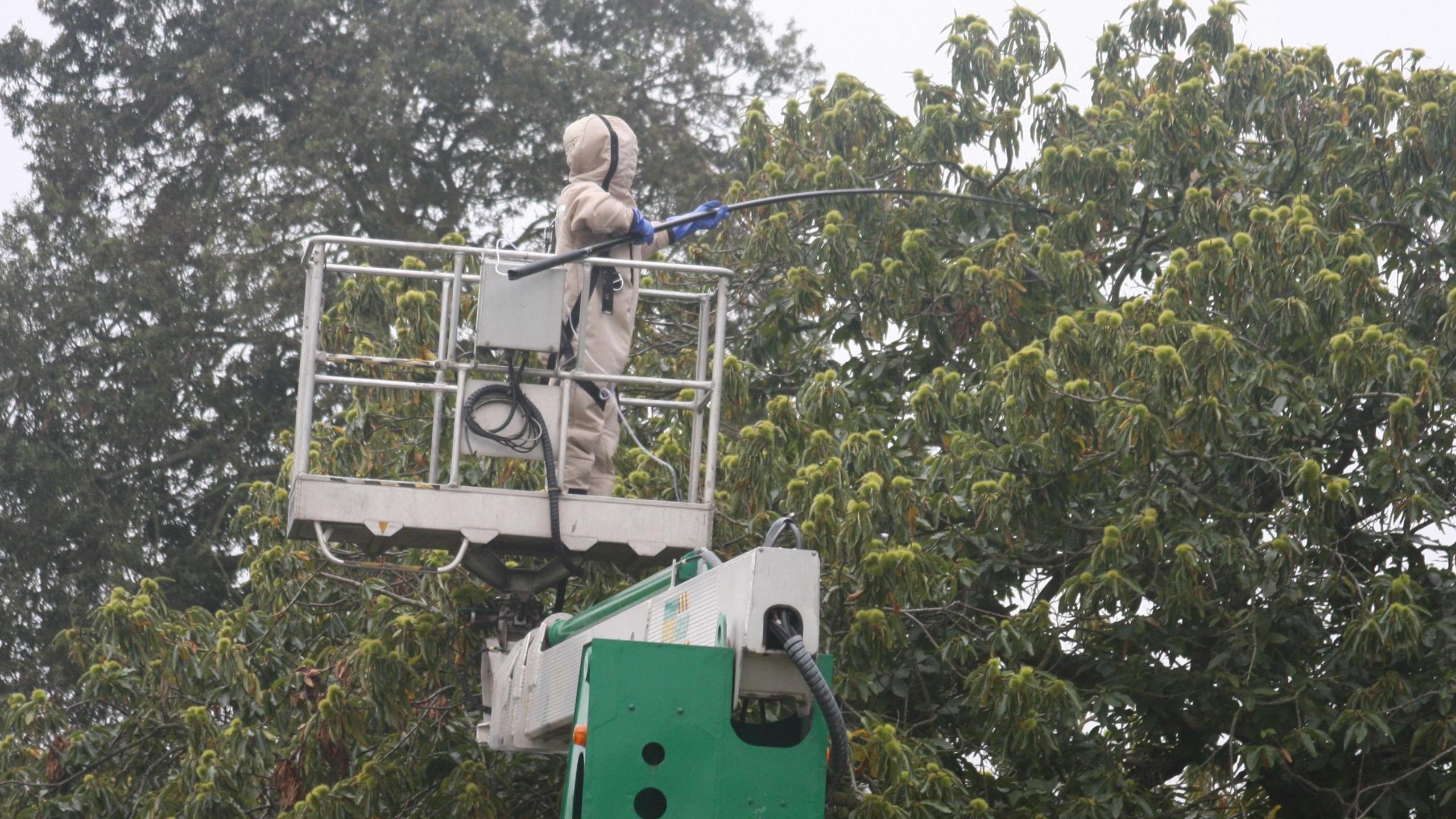 A man stood in the basket of a cherry picker using a lance to spray insecticide on a nest in a tree