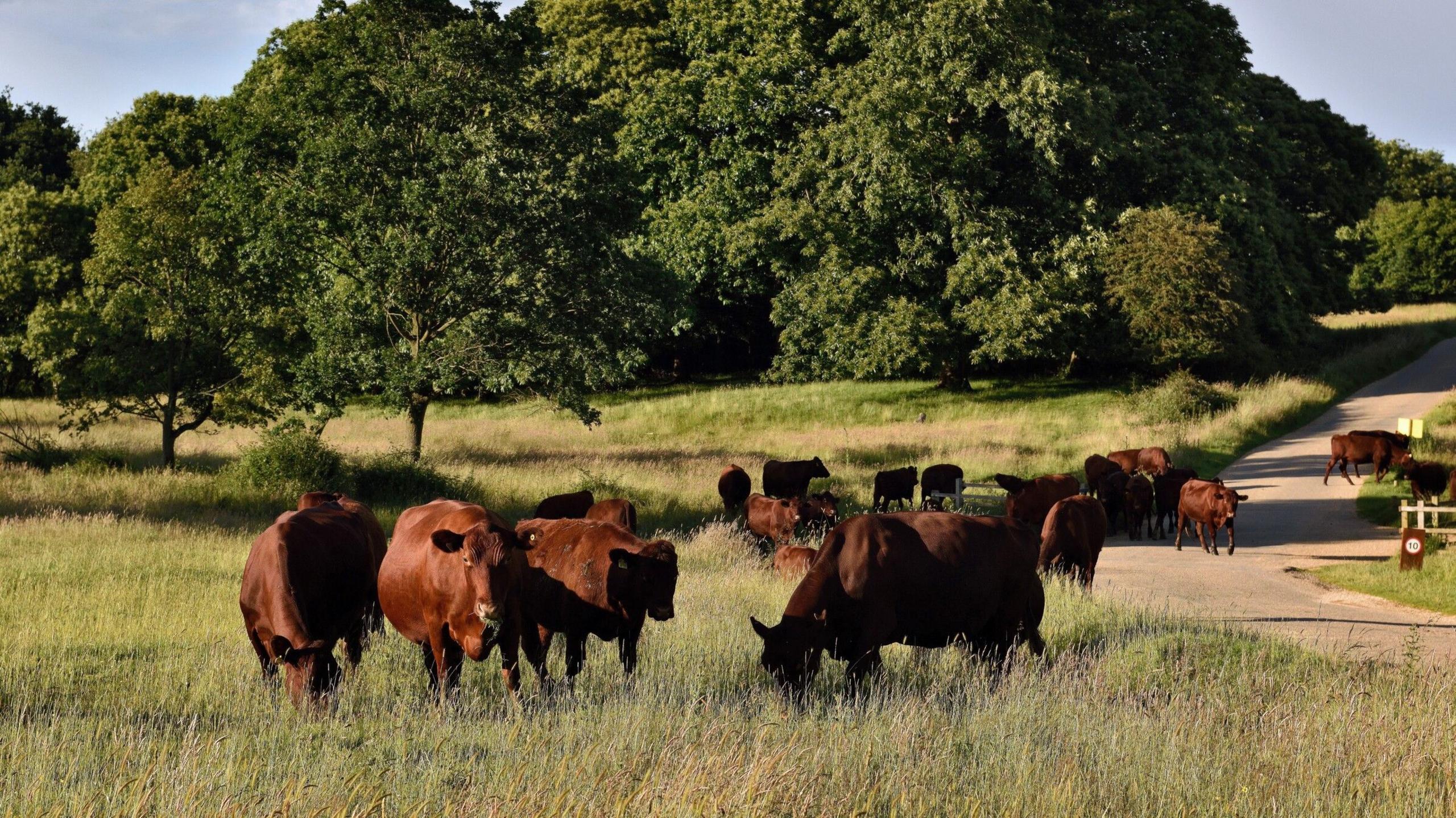 Red-brown-coloured cows grazing in a field with a road and trees in the distance