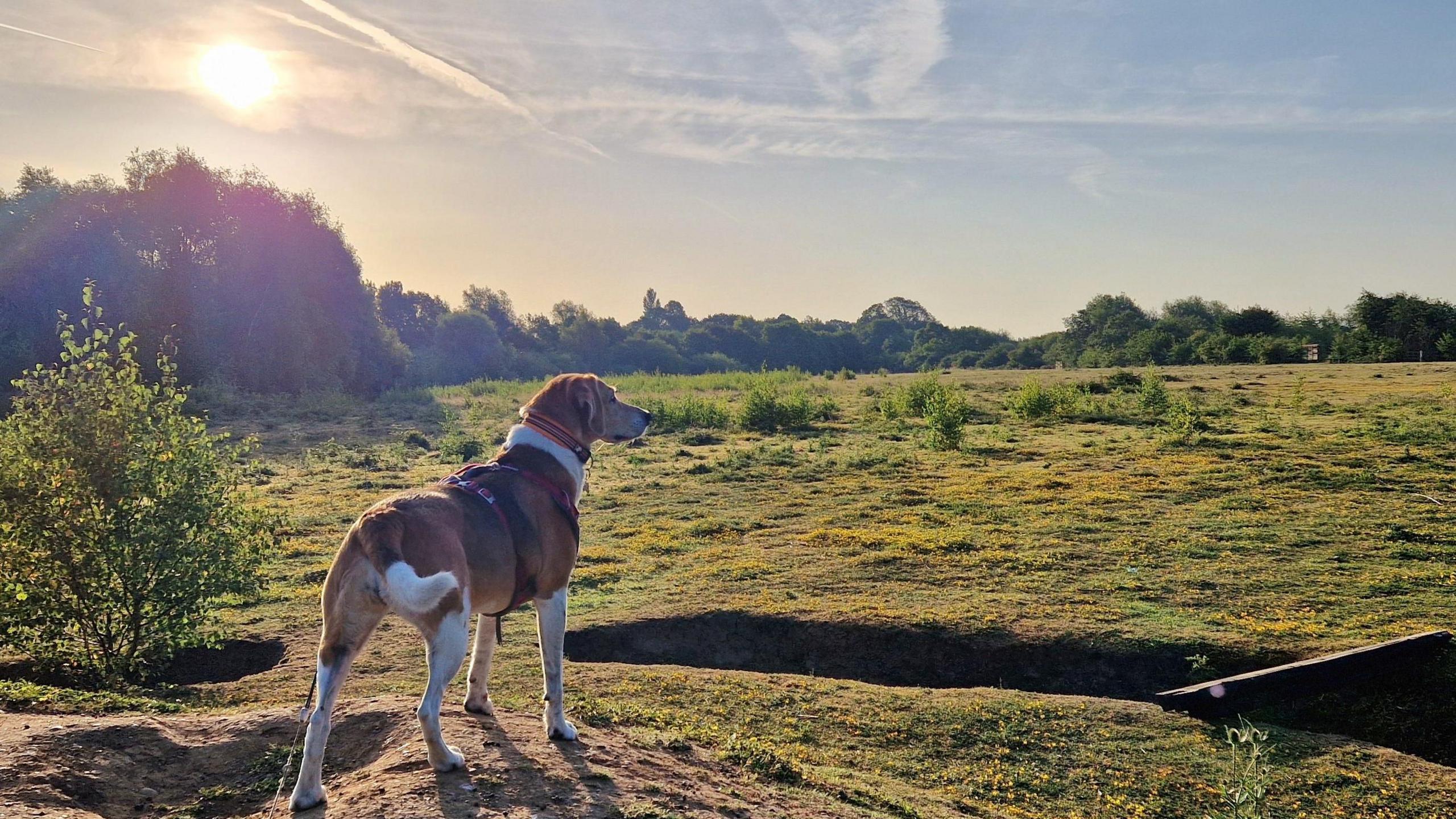 A dog stands in a field in Holme Pierrepont, Nottinghamshire as the sun rises.