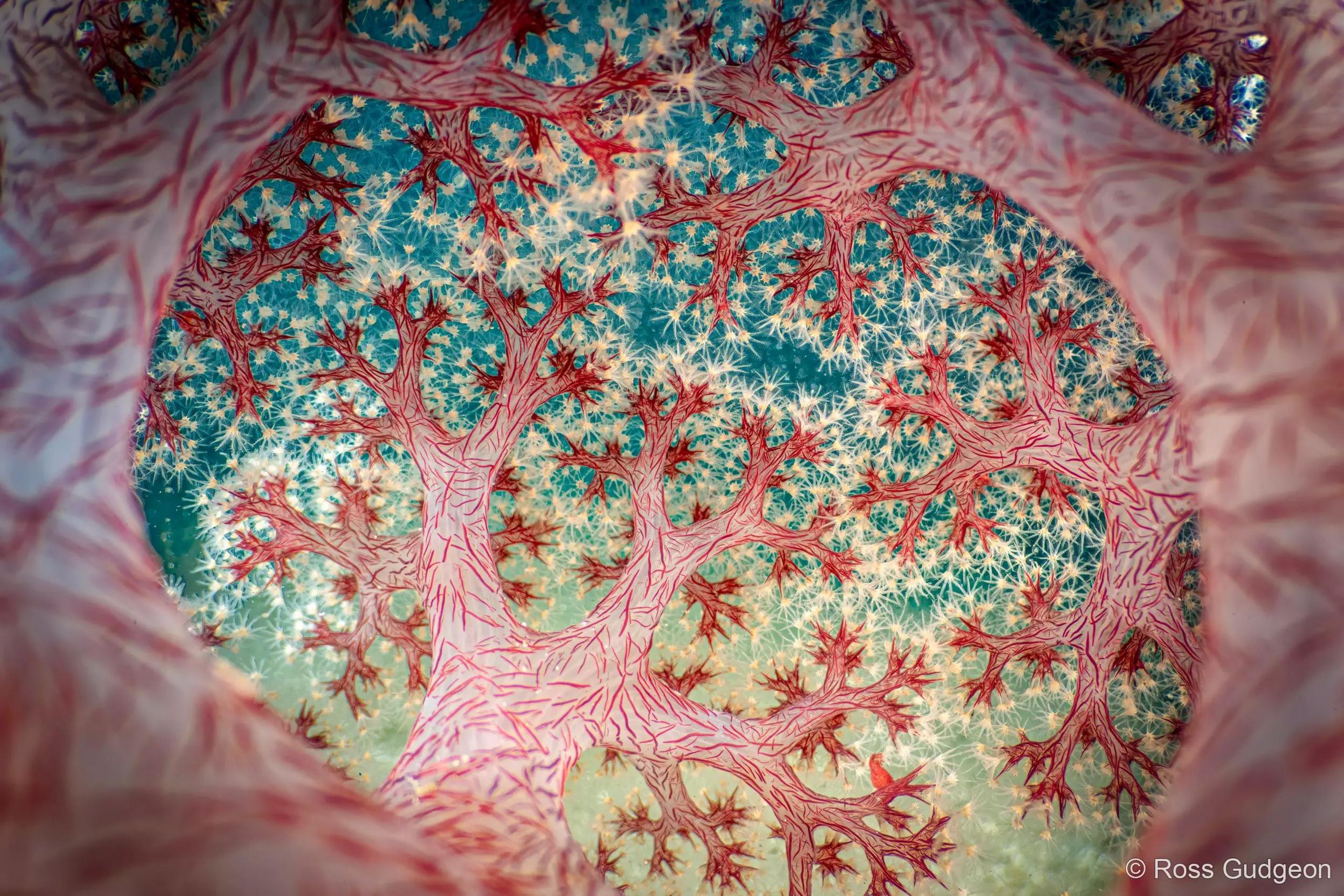 an inside out view of cauliflower coral