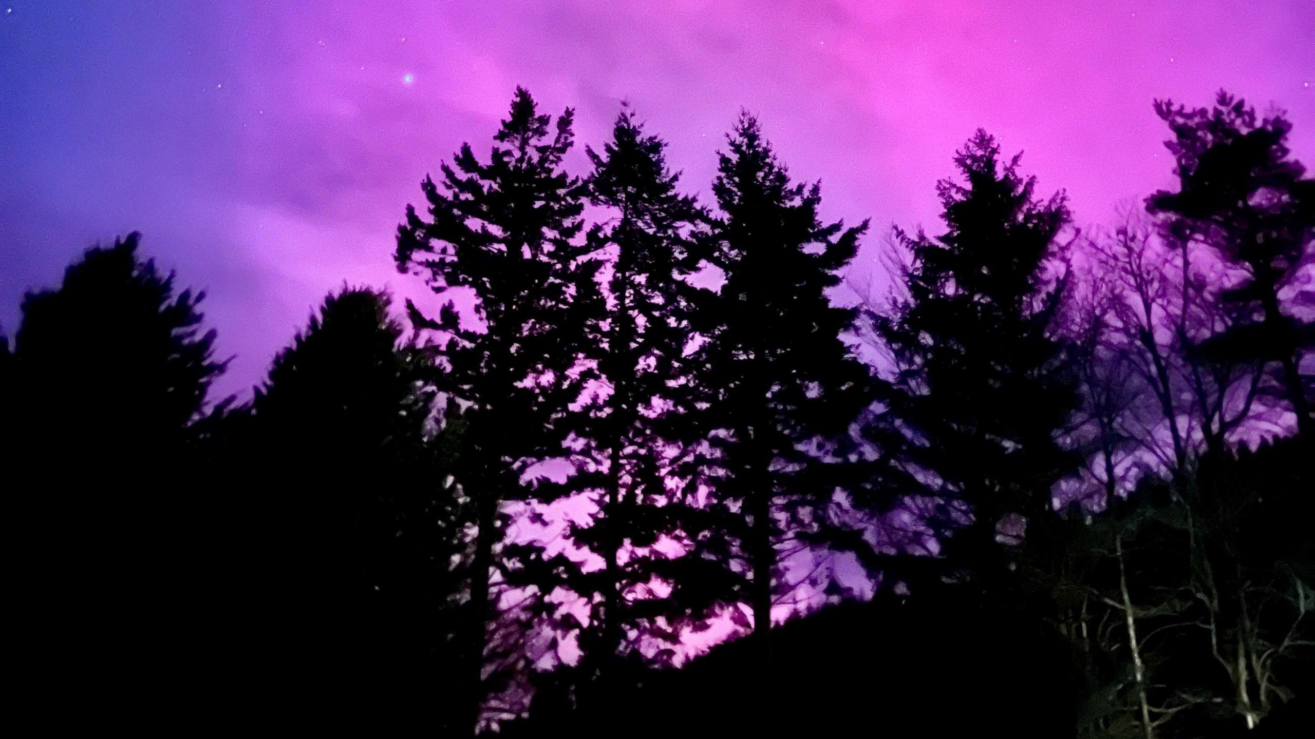 Looking up through a row of tall fir trees on a slope, rising to the right. The deep purple and blue aurora can be seen and through it, stars shining brightly.