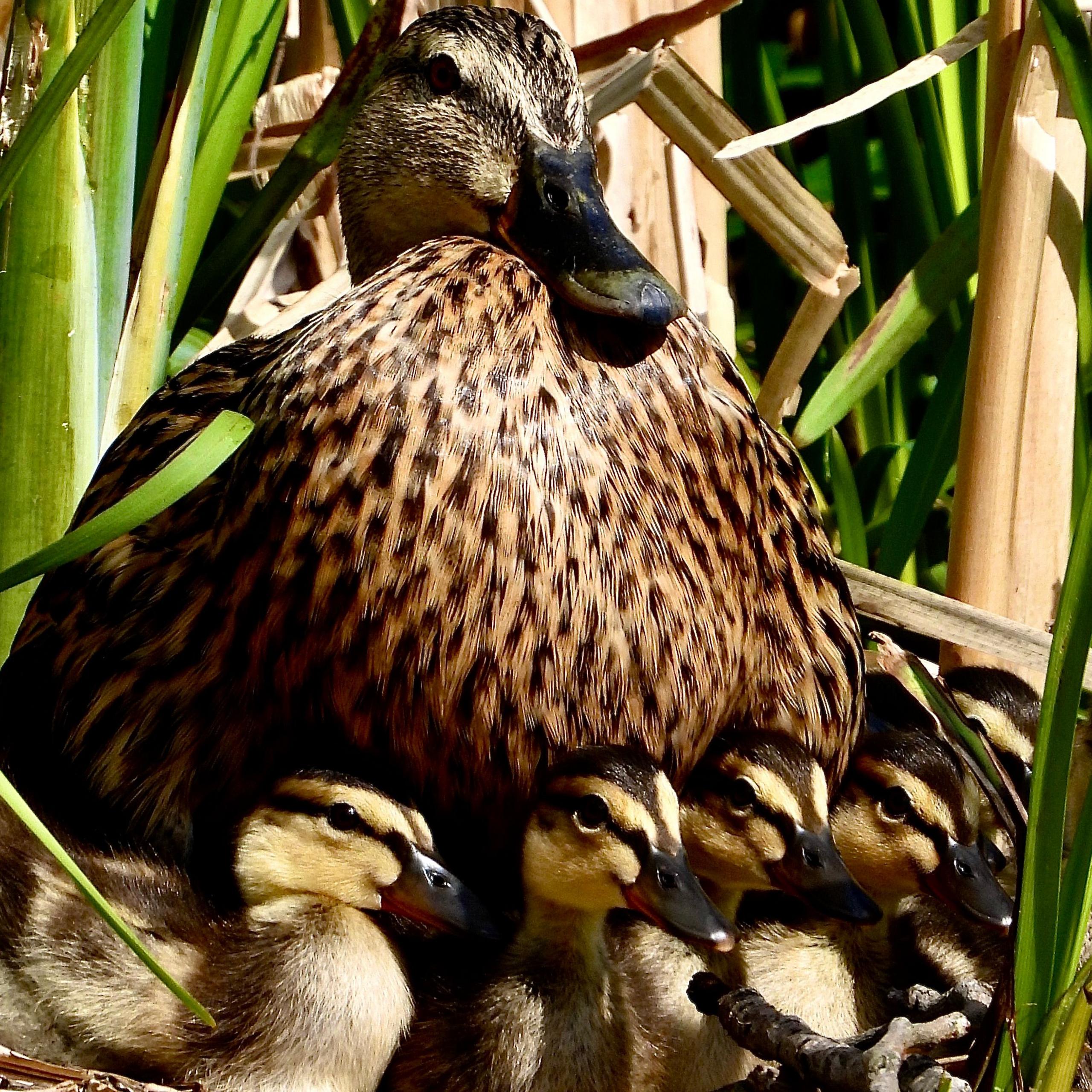 A brown and gold coloured duck sat in pond reeds protecting her five small ducklings 