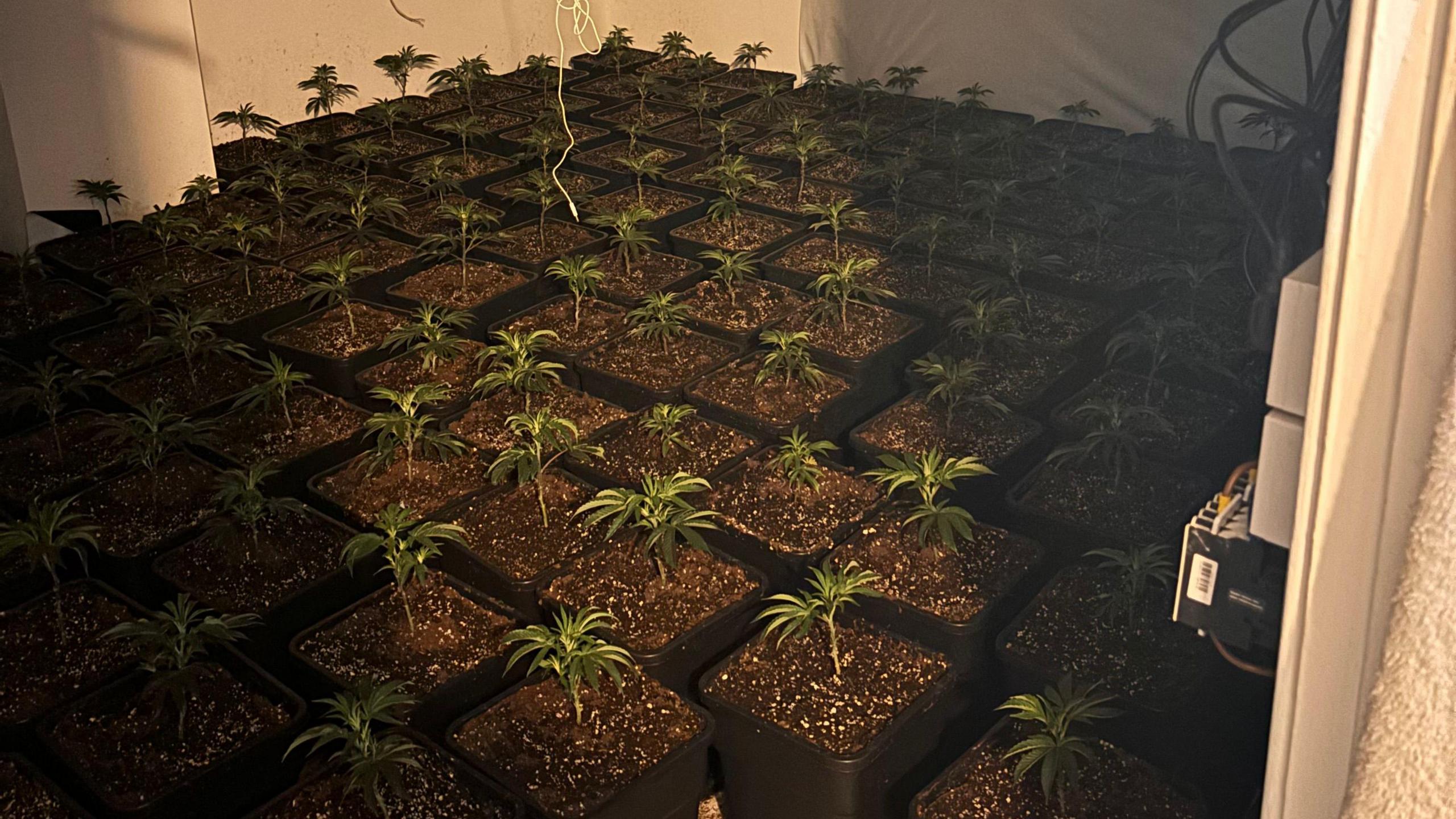 Cannabis plants in a dark room