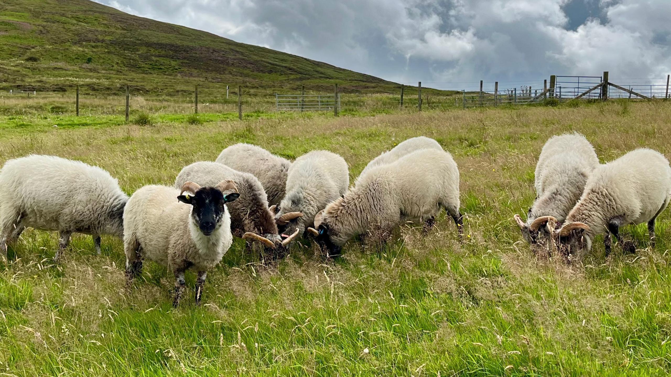 Boreray sheep