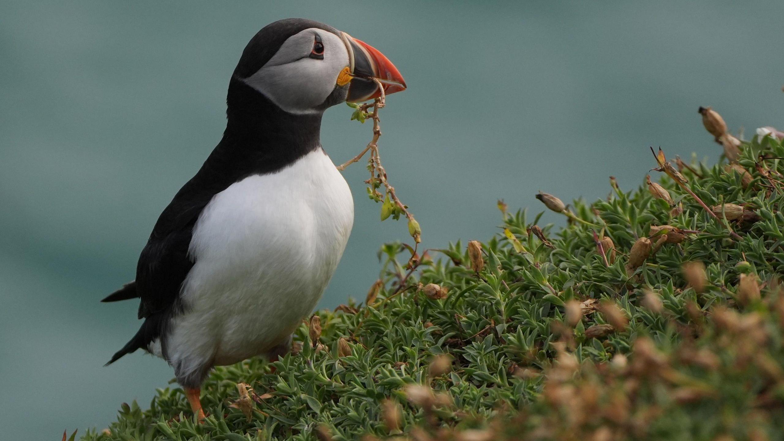 A puffin has its head turned to the side as it stands on a bed of succulent plants, one of which is hanging out of its beak. It has a bright red and black striped beak which is shaped liked a fat triangle. It has a white breast and face with black wings and a broad ring of black feathers around its neck. It has short orange legs and feet. The sea is out of focus behind it. 