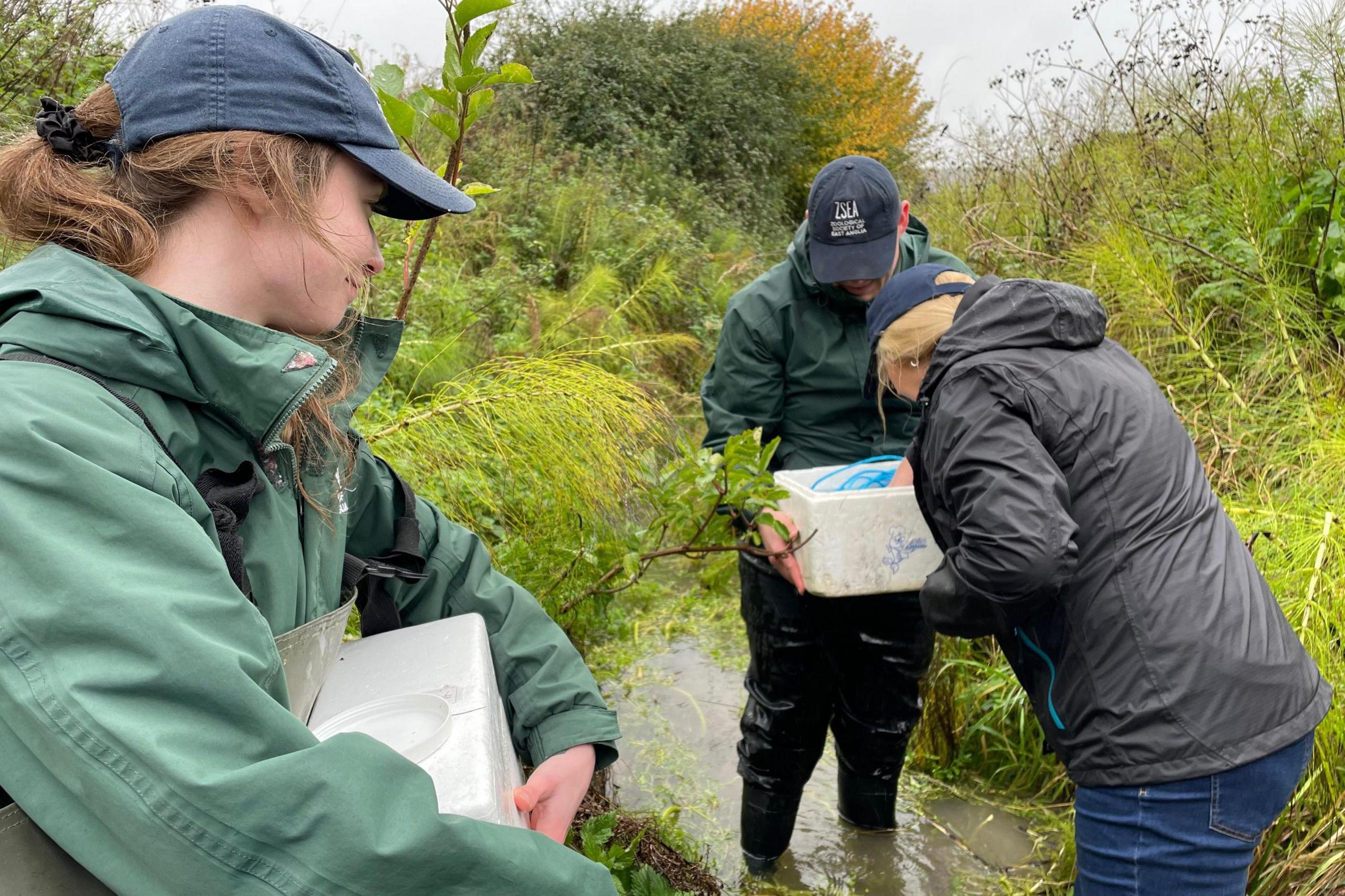 White-clawed crayfish being released into the wild