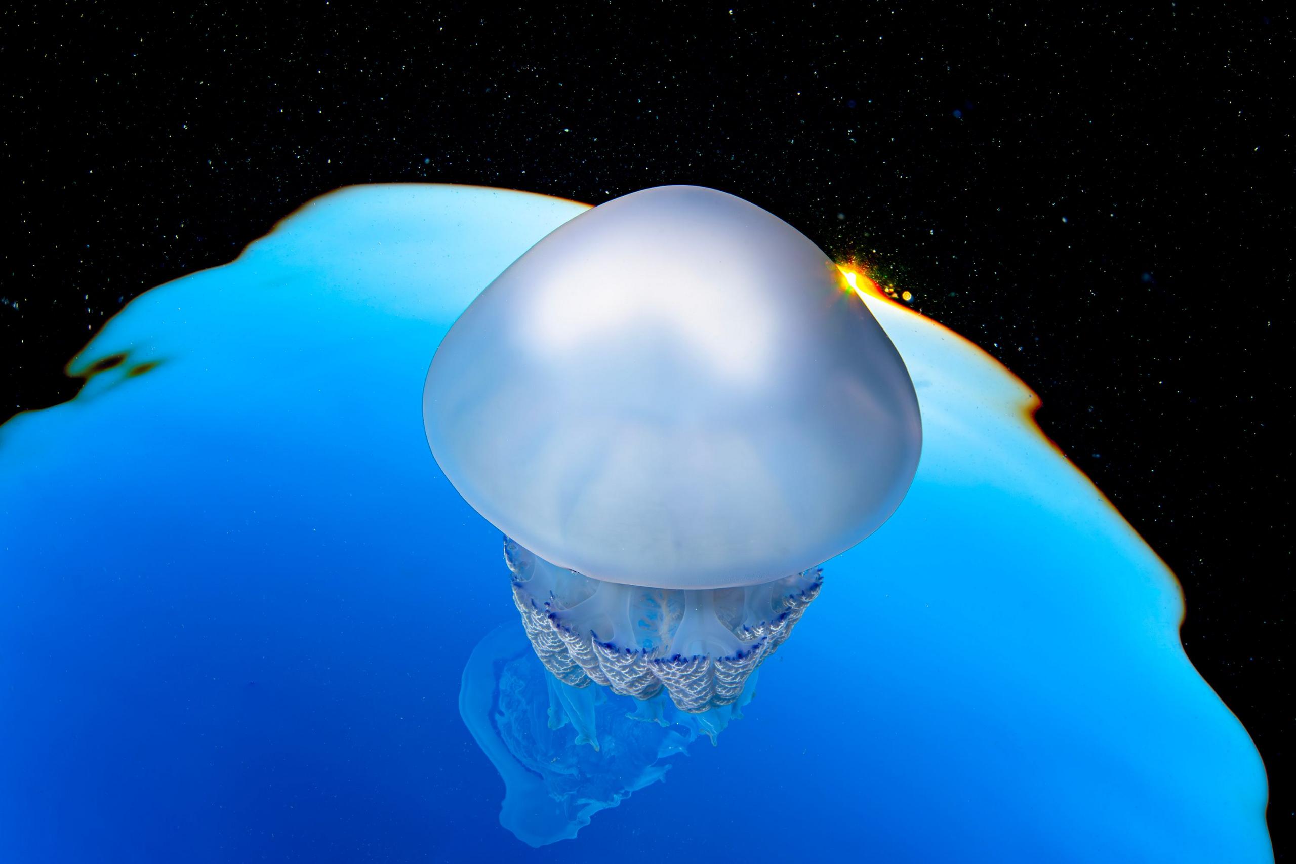 A jellyfish