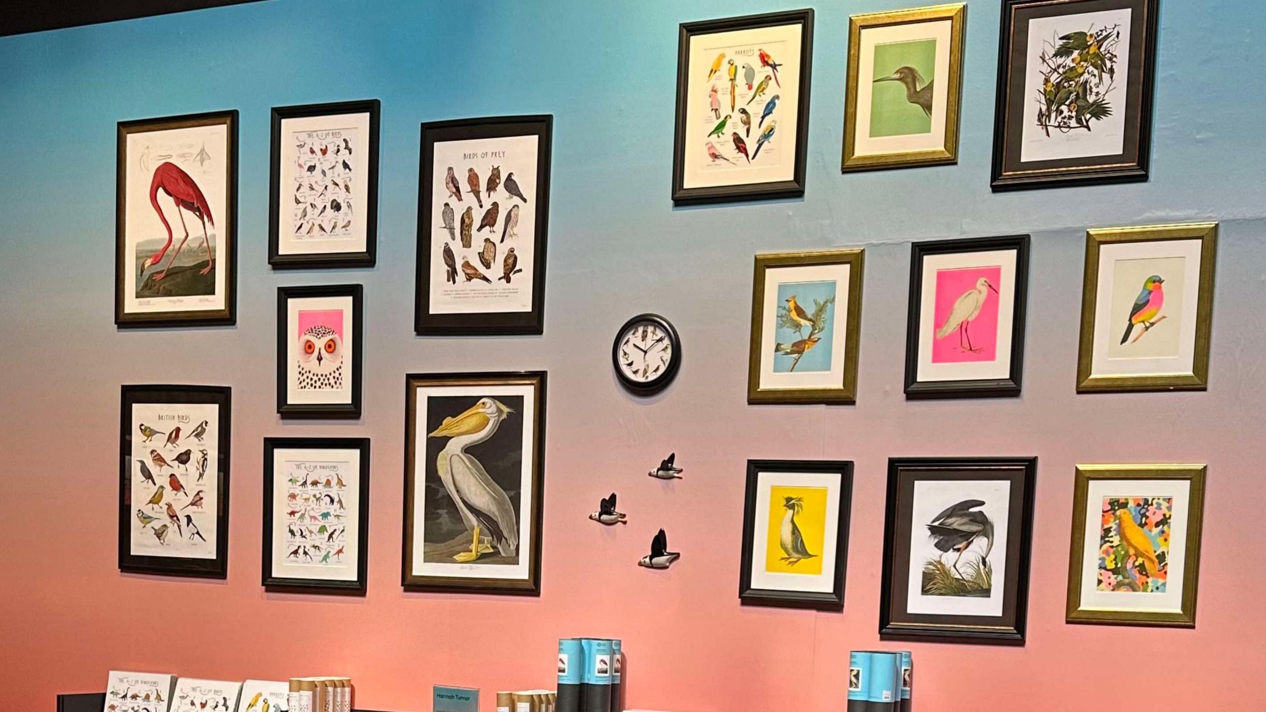 A wall with some of Bea Baranowska's illustrations hanging up. They are all pictures of birds - including a pelican, a flamingo and an owl. 