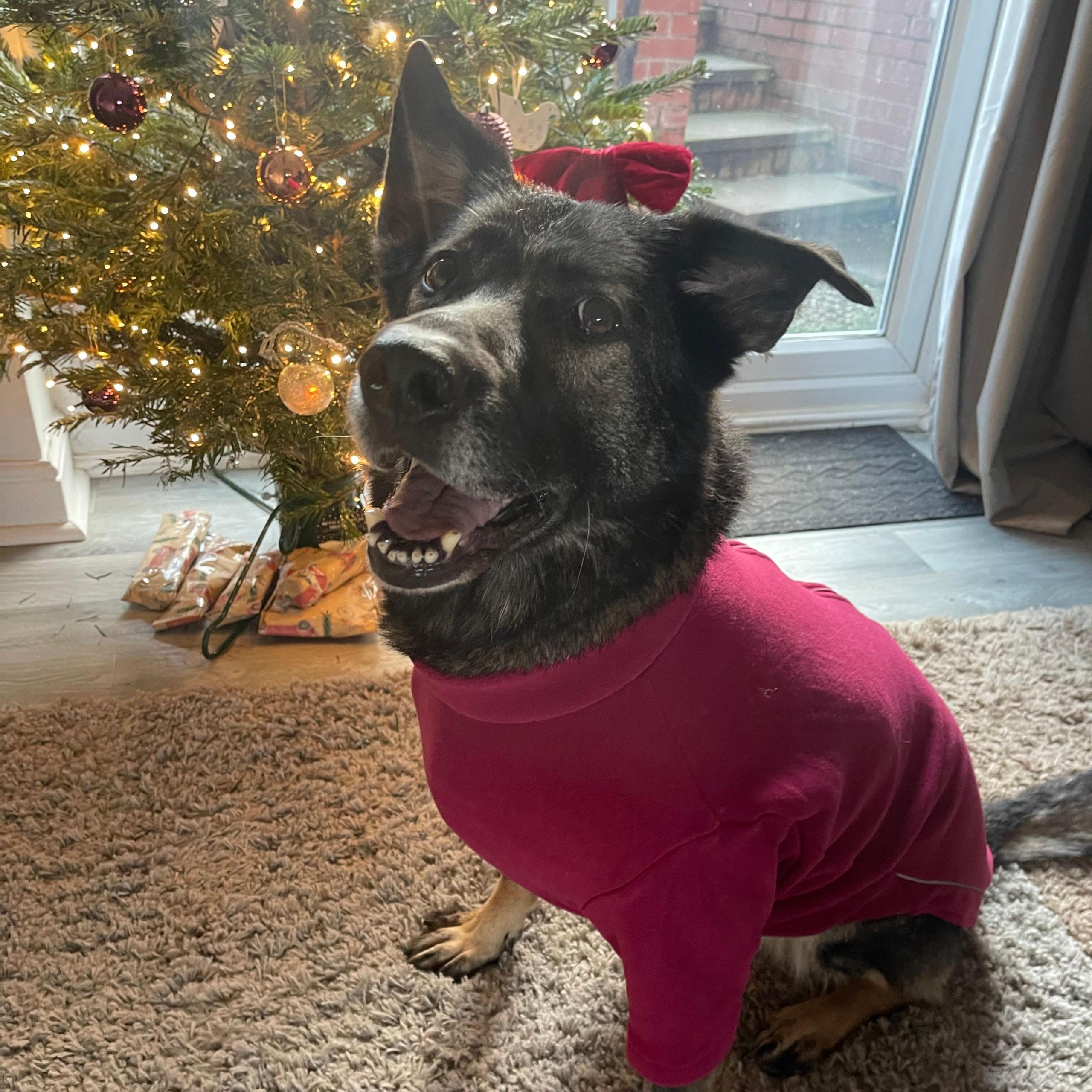 A black and brown dog wearing a red jumper is sitting indoors on a rug with a decorated Christmas tree behind her