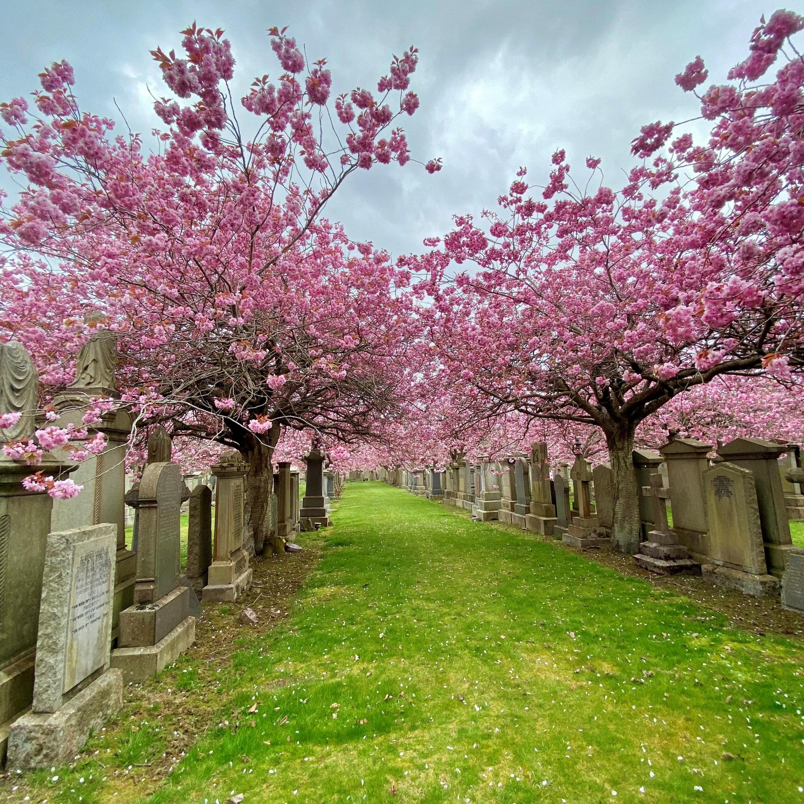 Two lines of pink cherry blossom along rows of gravestones. There is a strip of green grass in the middle.