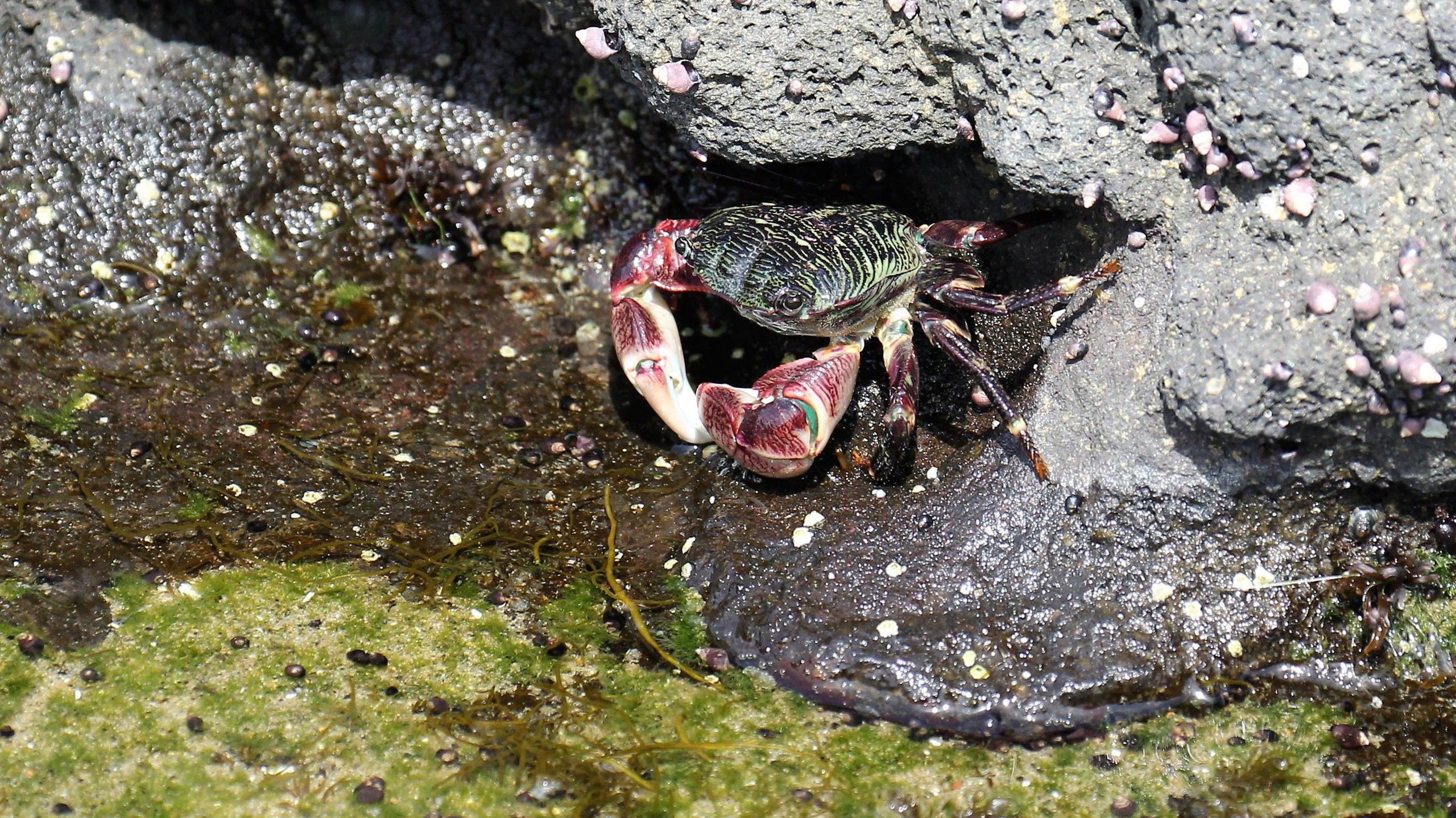 A small crab with a green and black shell and reddish claws, poking out of a crevice in a rockpool. In the bottom half of the image there is the water's edge, which is murky with algae.