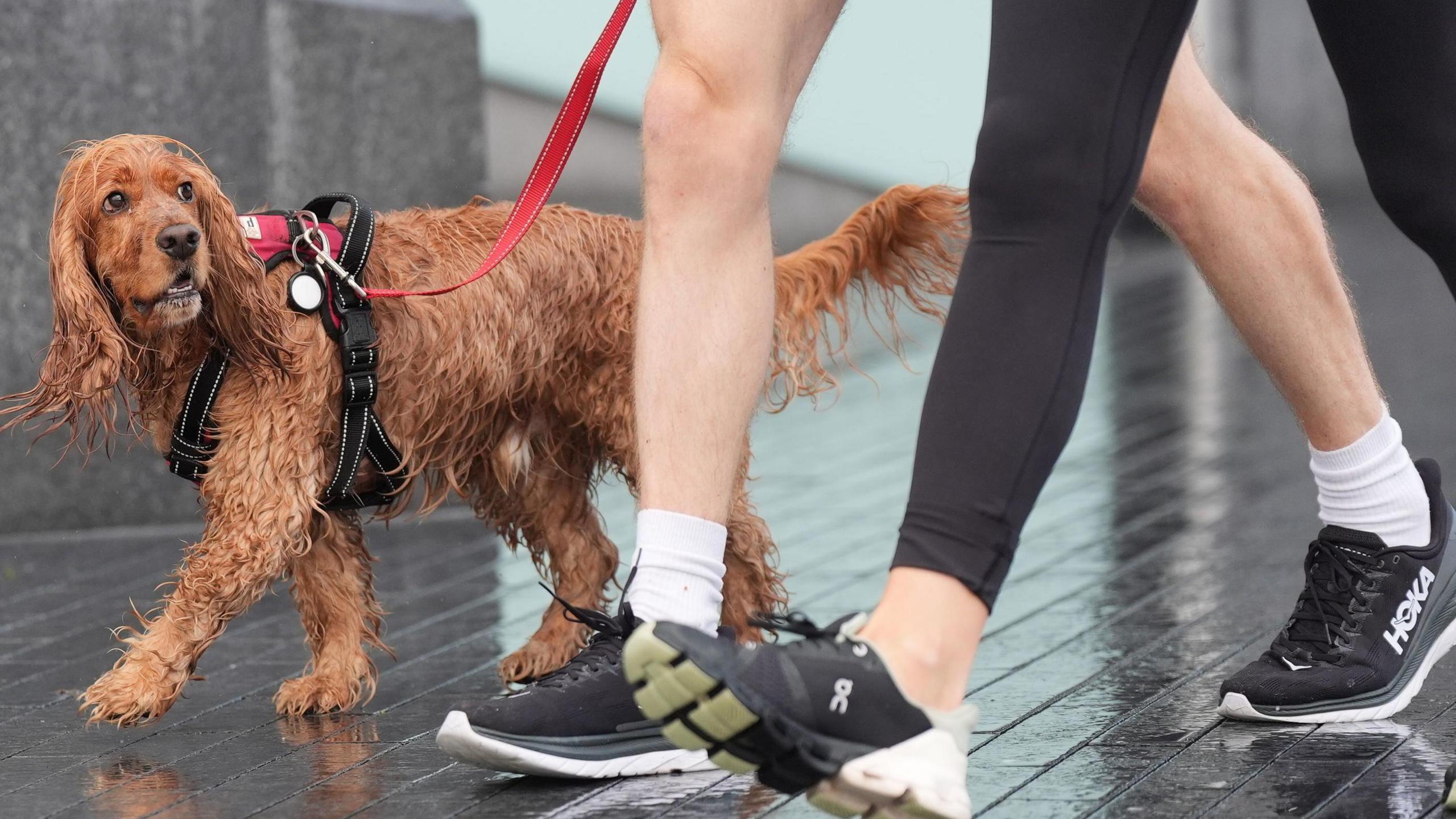A wet red dog is on a red lead and is looking towards two people walking beside it. The picture is cropped and only shows their trainer clad feet and legs. One person is wearing black leggings, the other has bare legs.