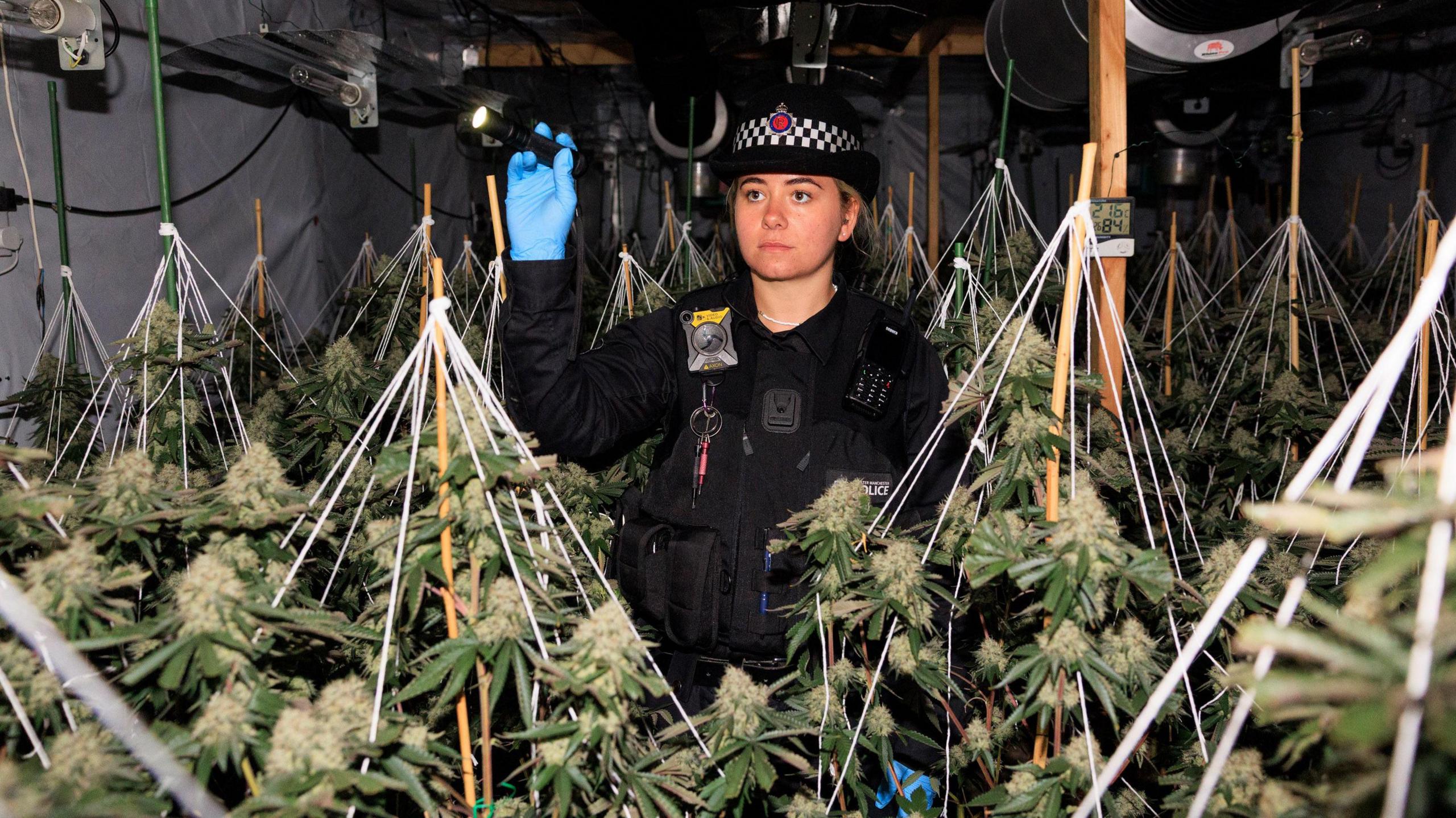 Police officer, blonde woman wears all black and police hat and shines a torch over many hanging cannabis plants.
