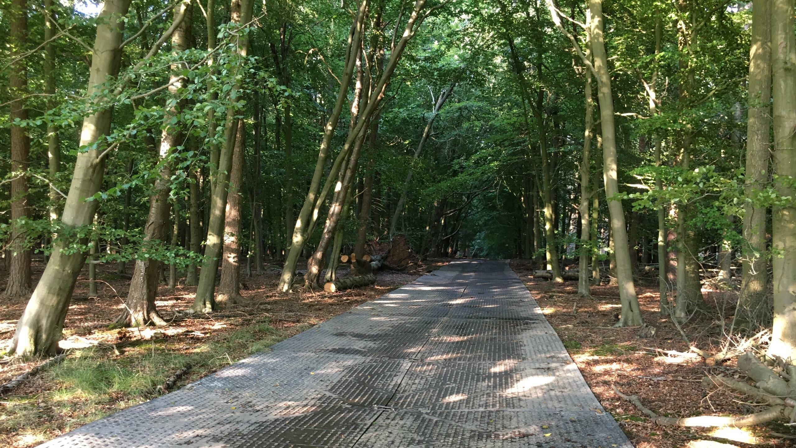 A silver metal track has been placed through a woodland, it disappears into the darkness of the forest ahead, surrounded by trees either side.