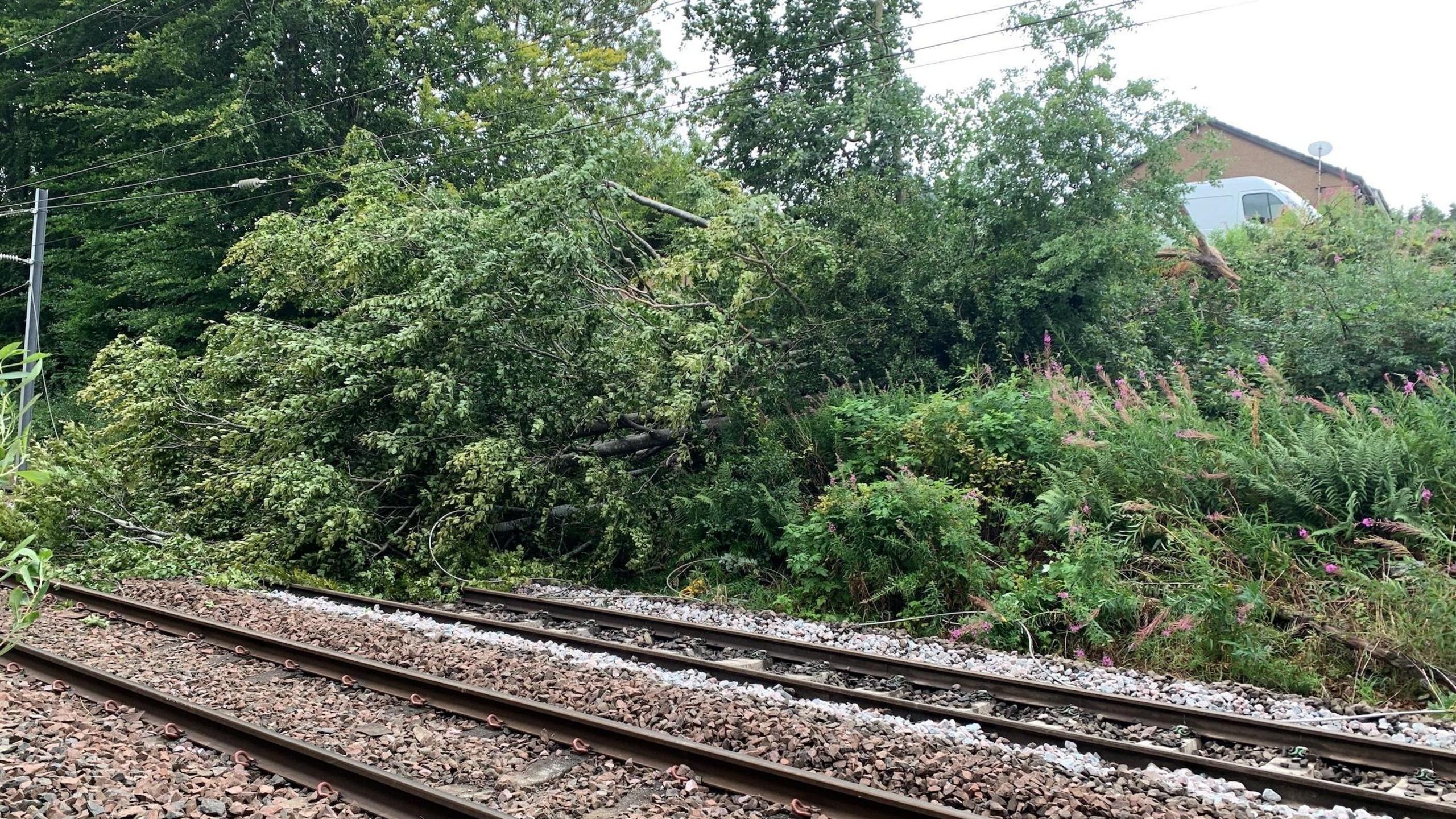 Fallen tree over a railway line