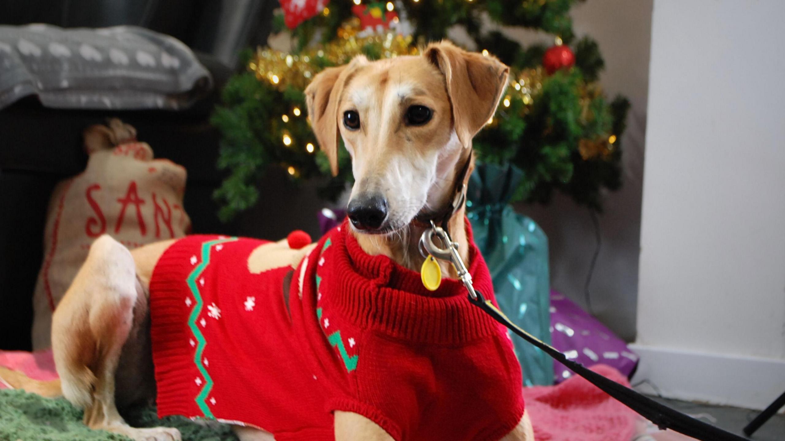 Russ the Saluki is lying down in front of a Christmas tree wearing a red Christmas jumper. He has golden fur. and he is wearing a leather collar and lead. The lead is being held by someone off camera. There are lots of presents under the tree behind Russ as well as a Santa sack.