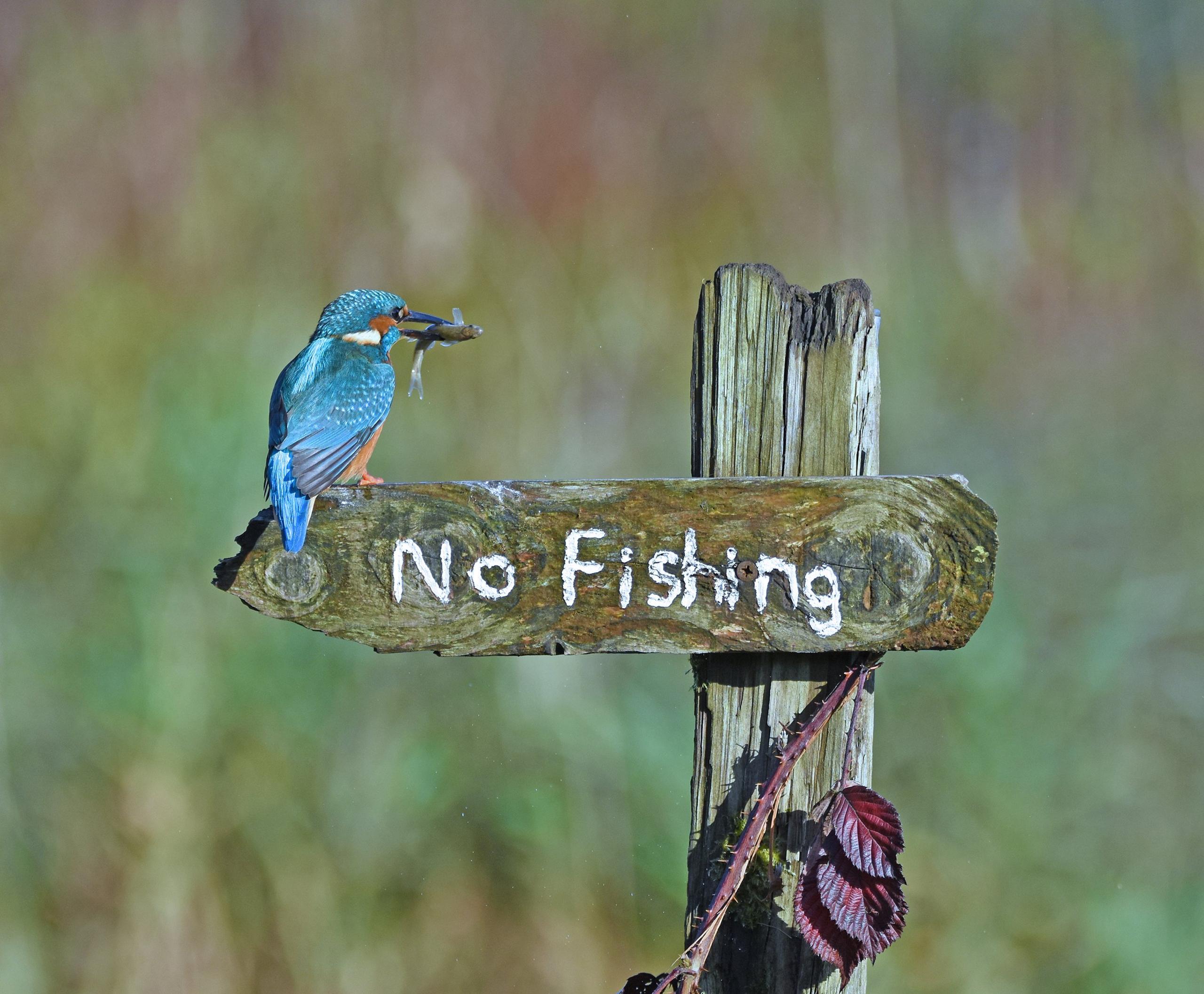 Kingfisher-with-fish-in-its-beak.