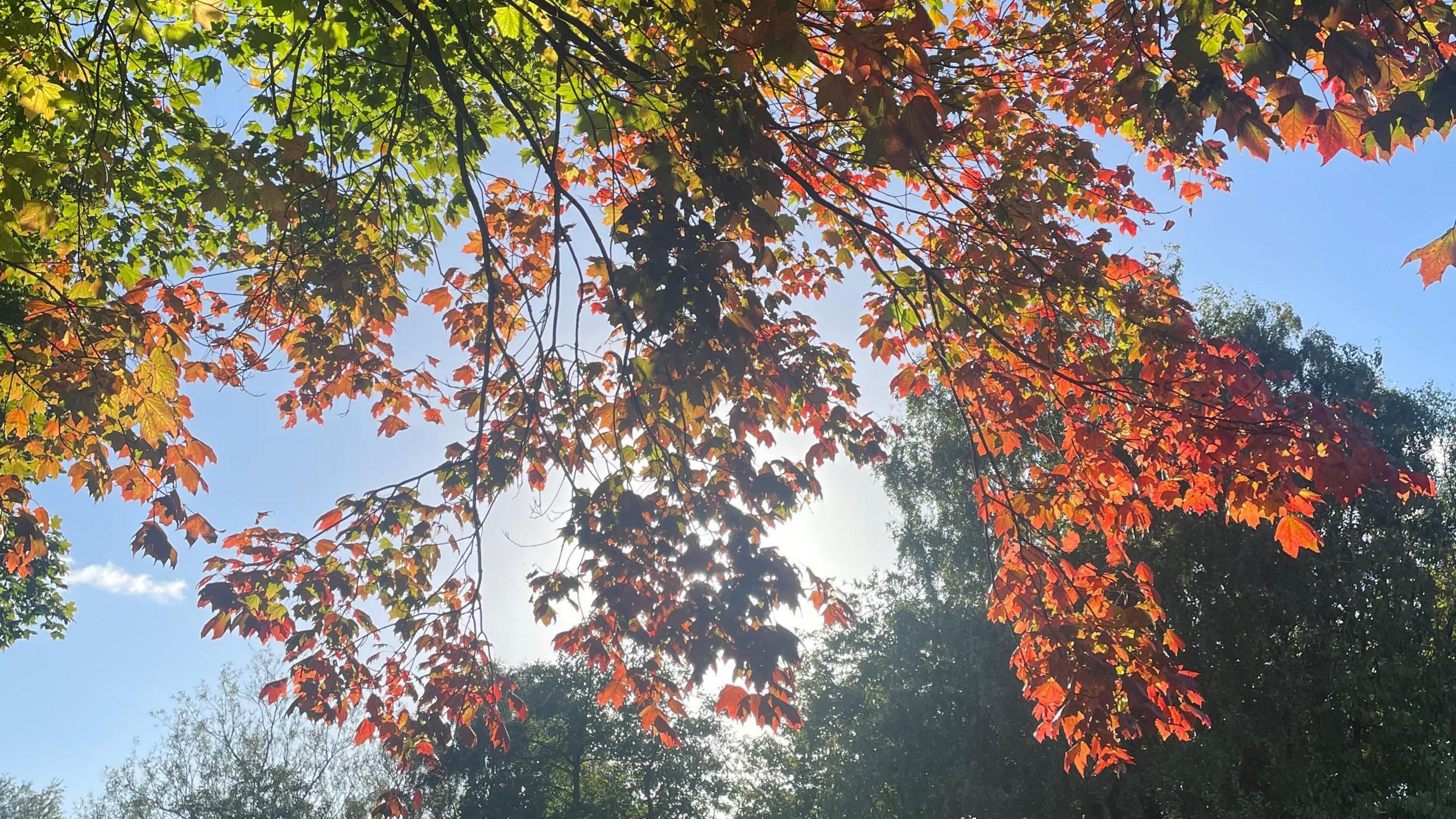 Sunlight creeping behind green and red leaves on a tree in Dudley.