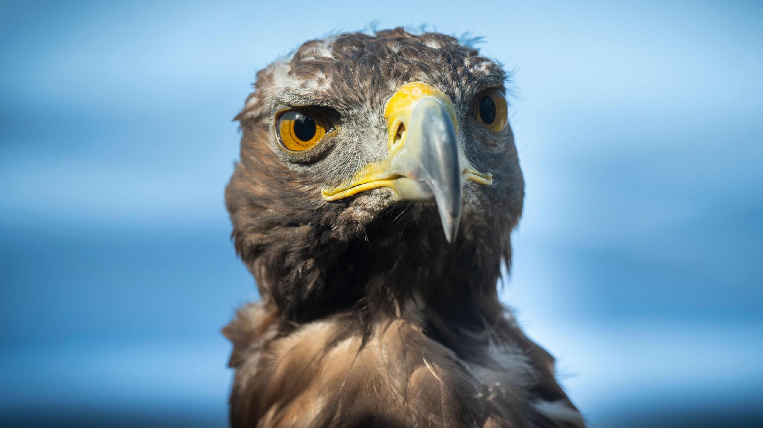 A golden eagle looking straight into the camera