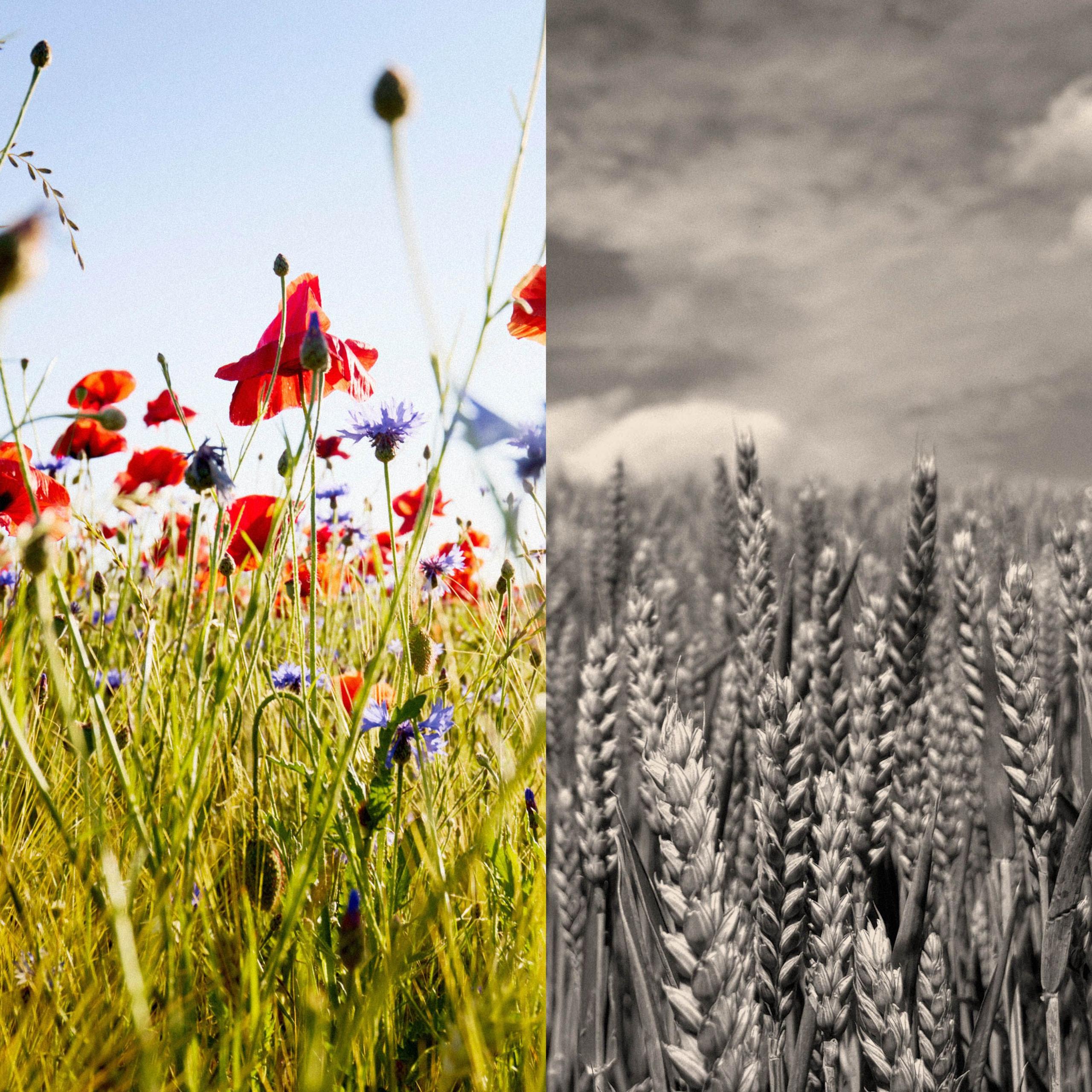 A split image, showing poppies and cornflowers at agricultural field against sun and blue sky in one half and a black and white image of wheat in a field in the other image