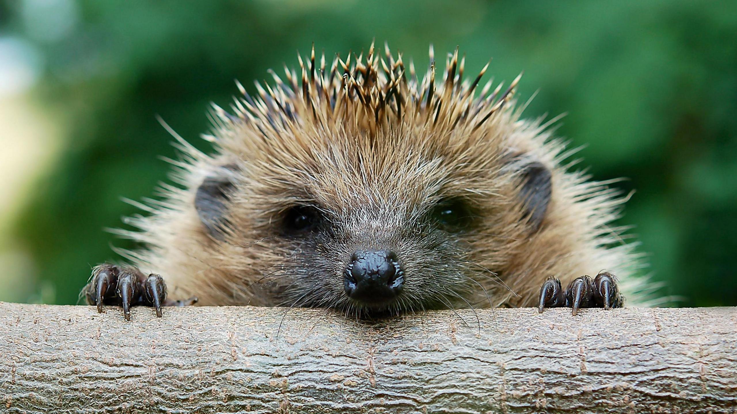 A hedgehog looking at the camera