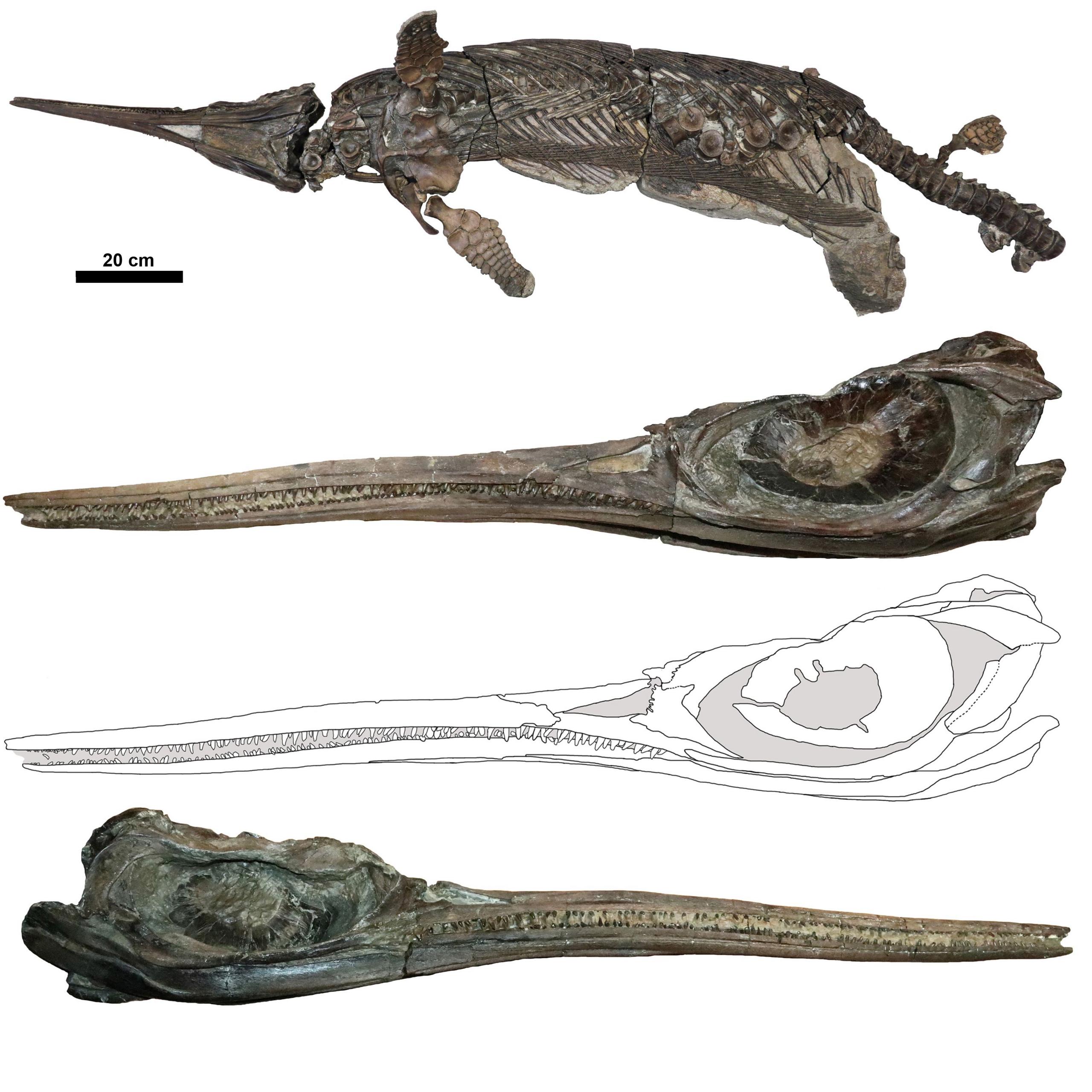 computerised images of the reptile fossil