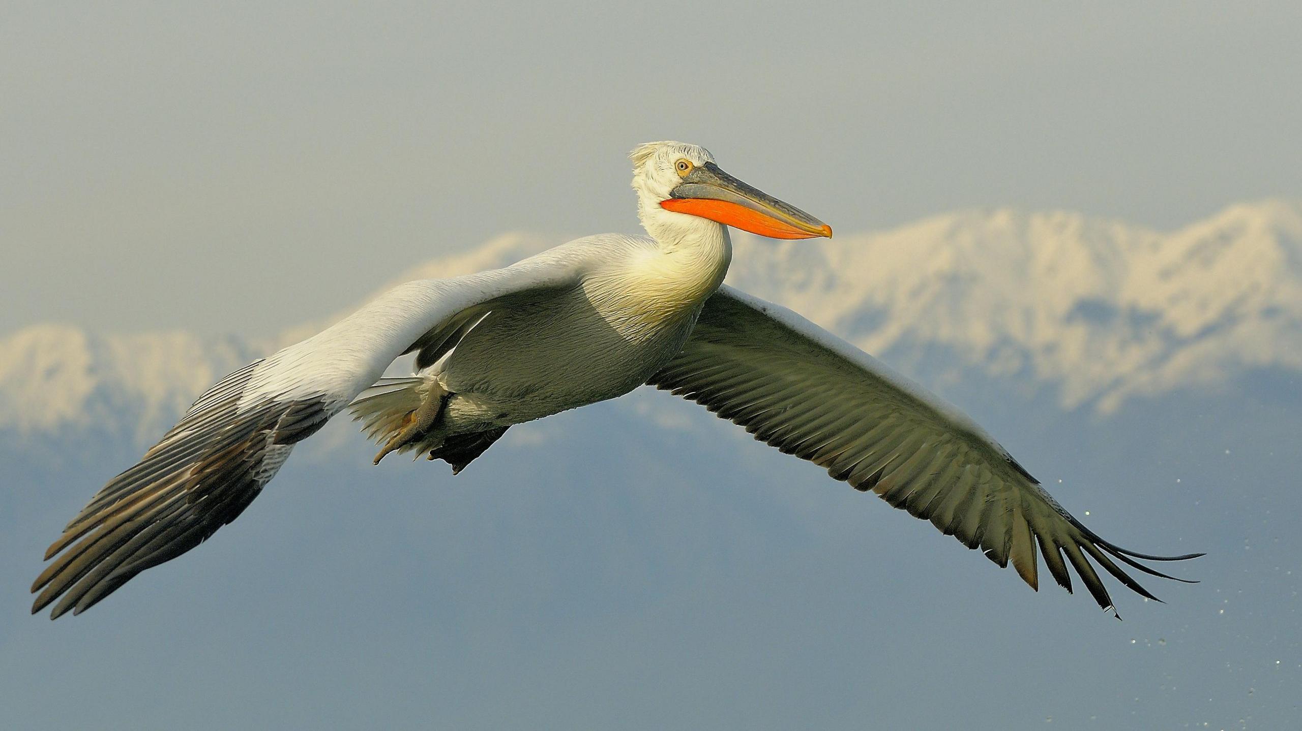 a dalmatian pelican flying