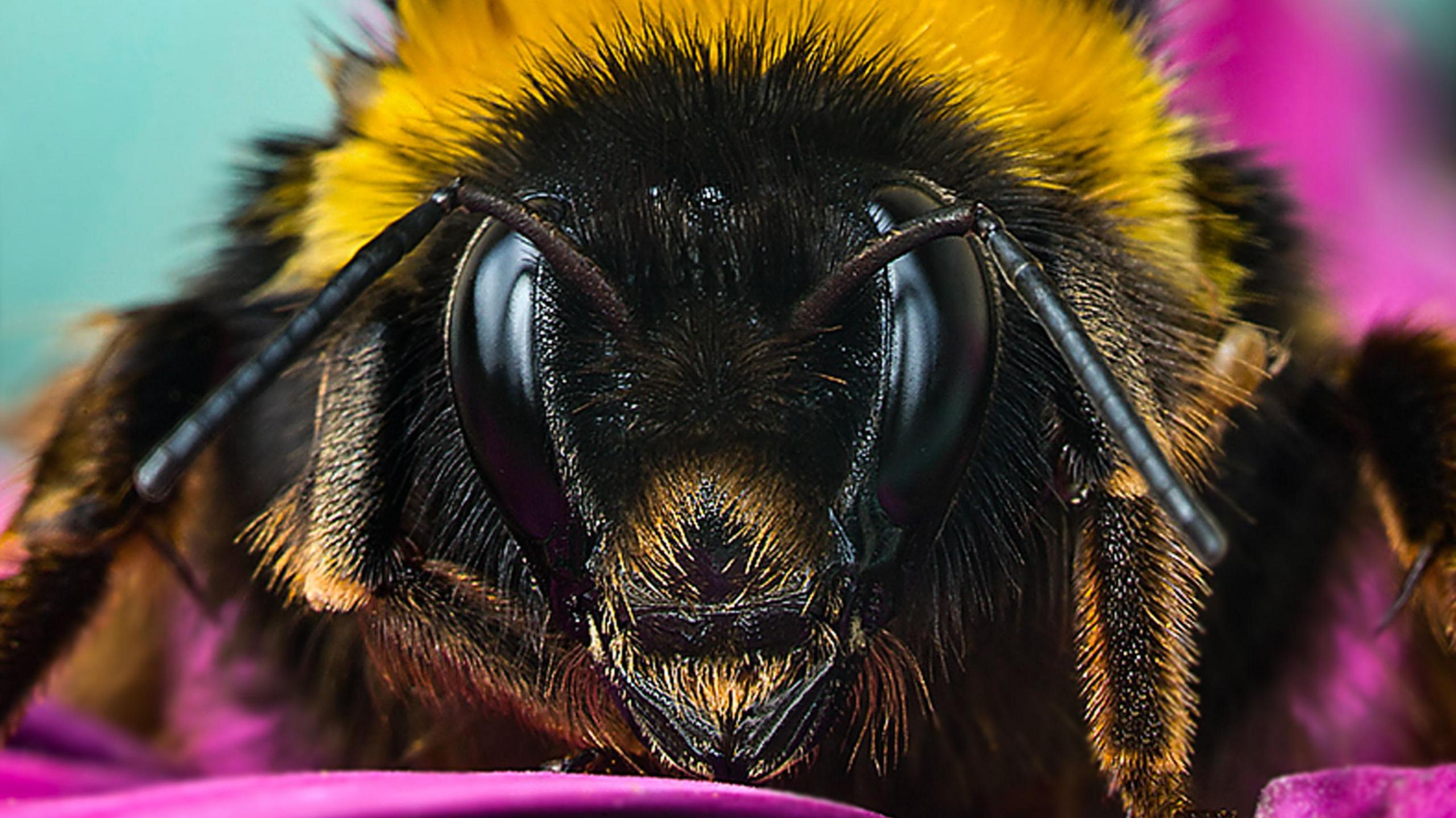 Close-up of a Bumblebee on a Vibrant Pink Flower