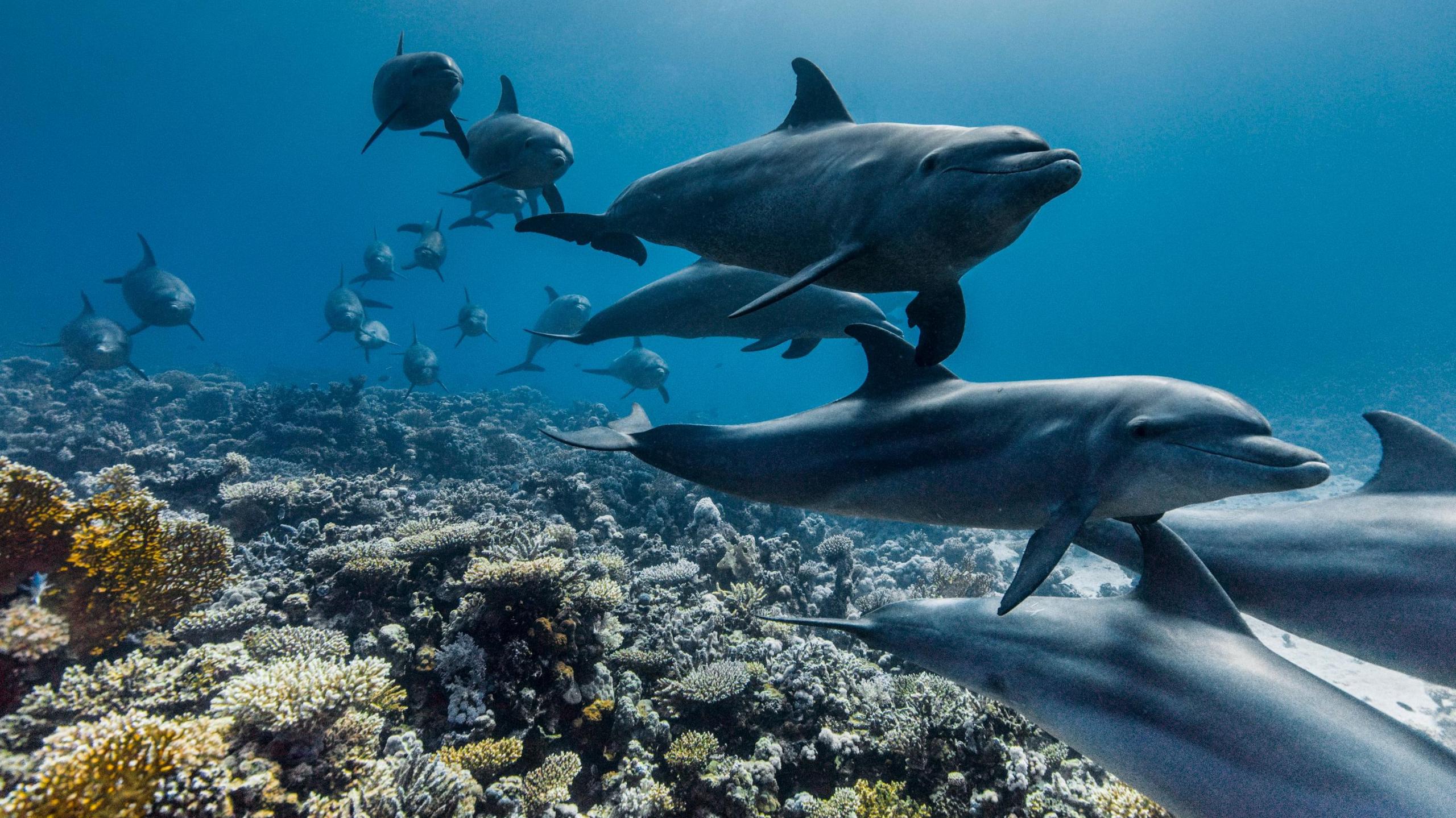 A pod of dolphins swim over a coral reef with blue sea behind them.