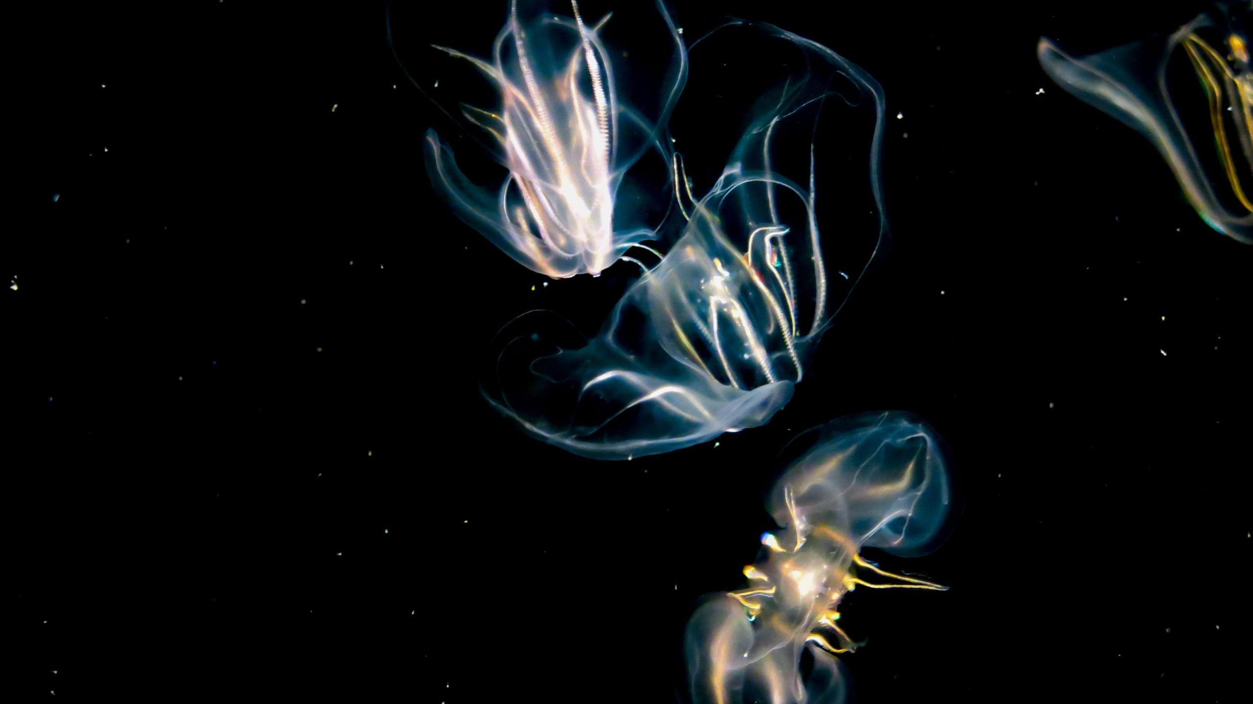 Three bright jellyfish against a dark background