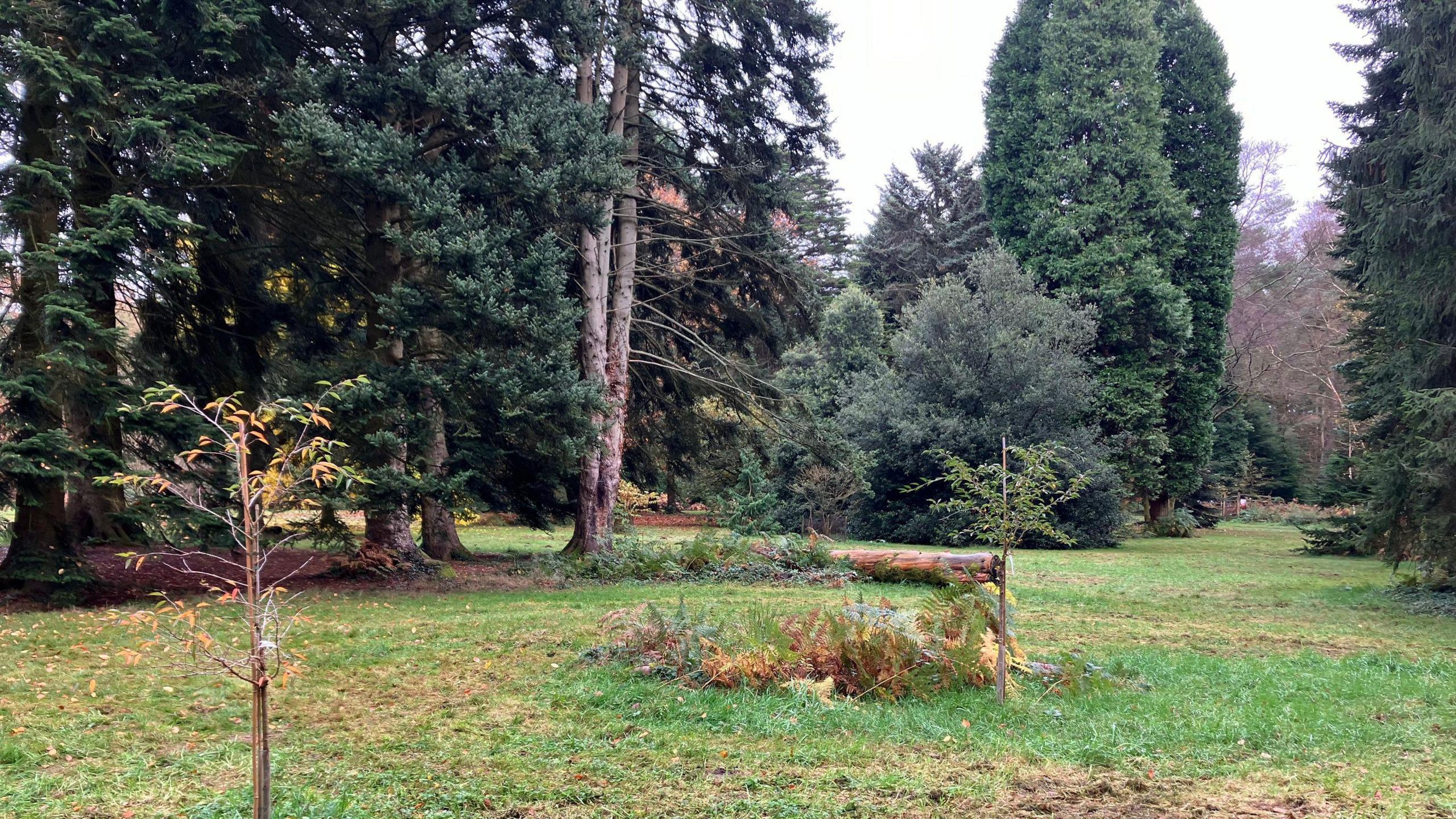 A clearing in the trees at Cyril Hart Arboretum, where it is hoped the memorial will be built