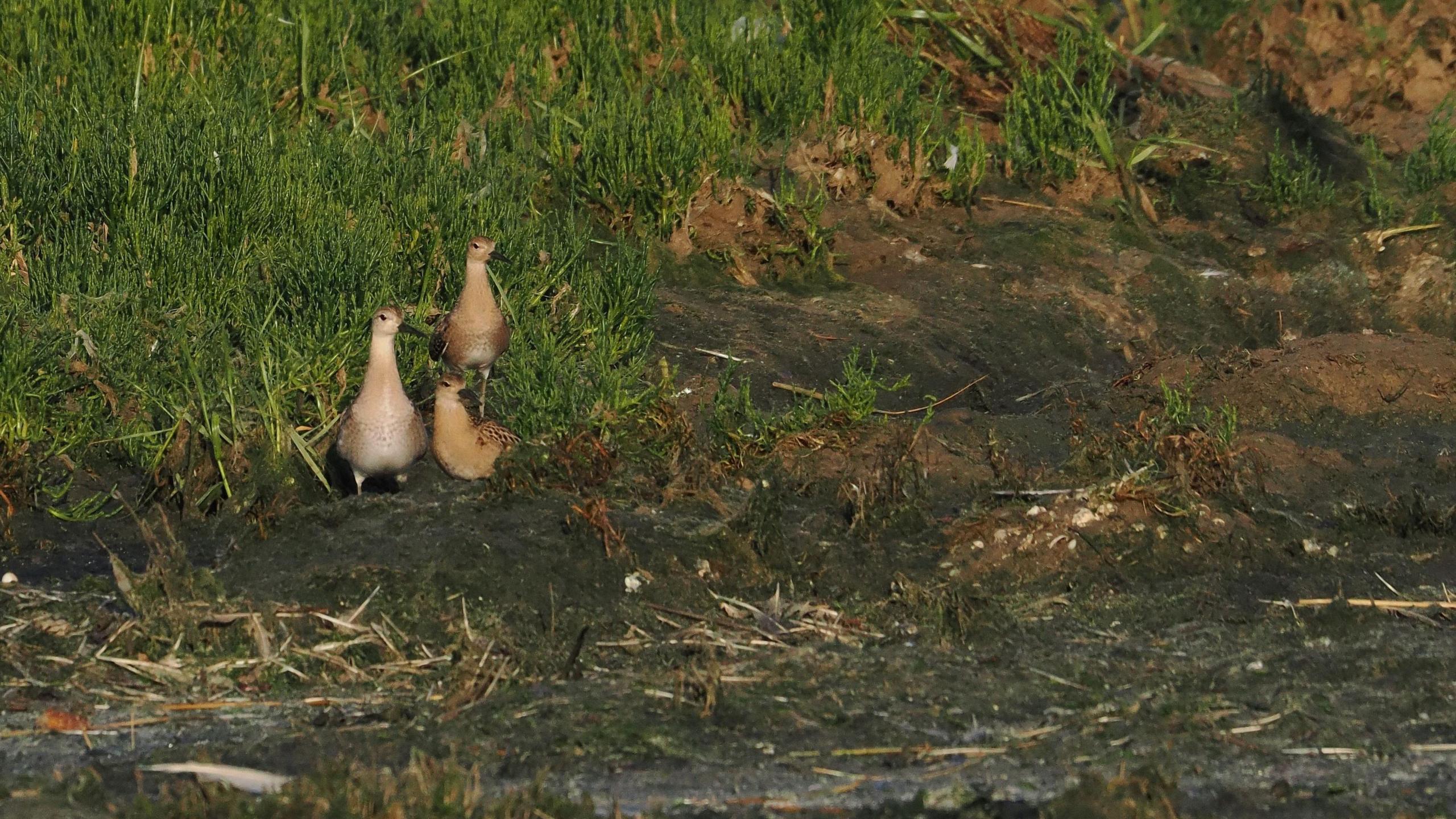 A family of knot, a small wading bird with long beaks, stand in a three and look at the camera.
