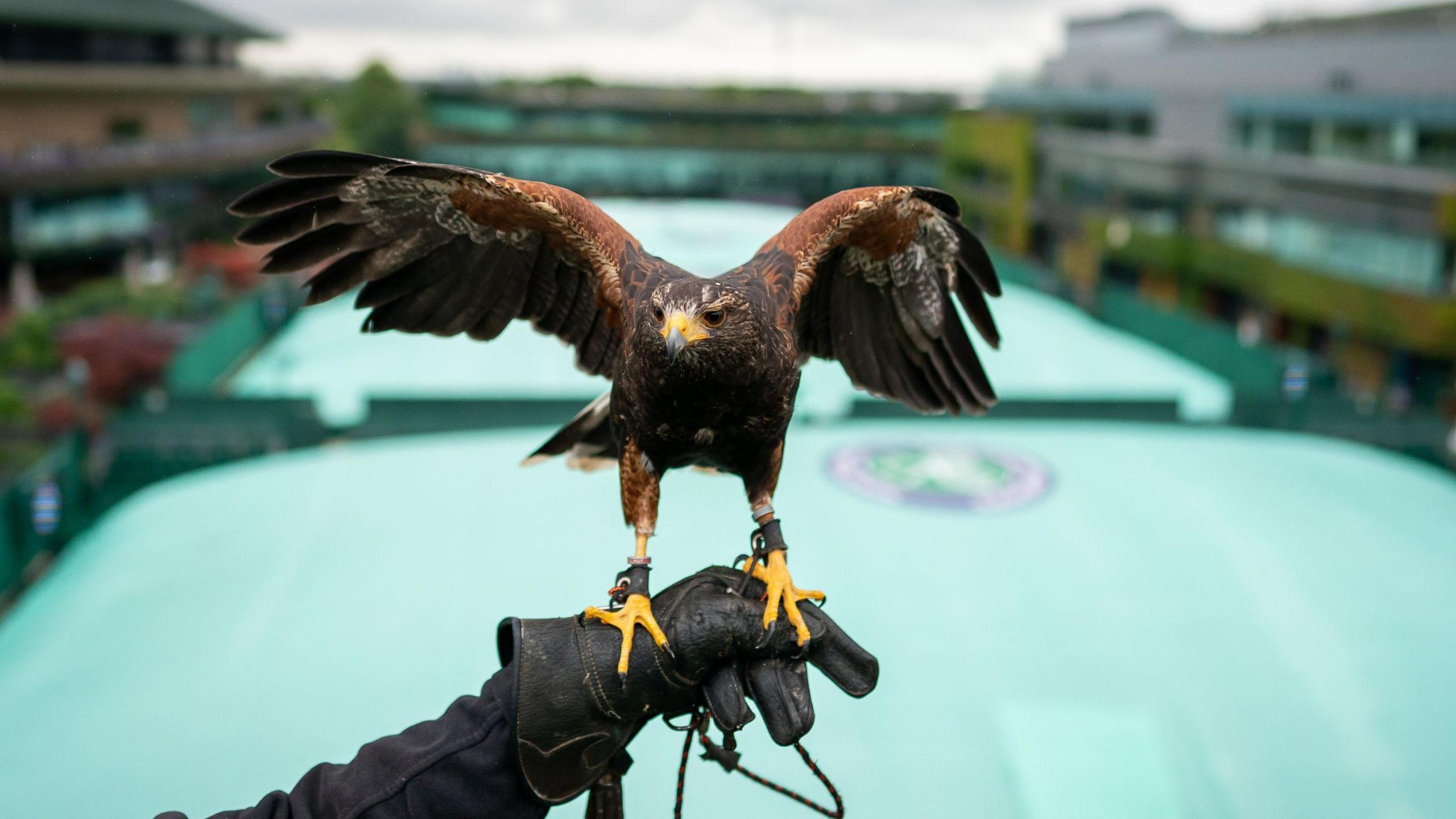 Rufus the harris hawk pictured against the blurred background of covered outside courts at Wimbledon.